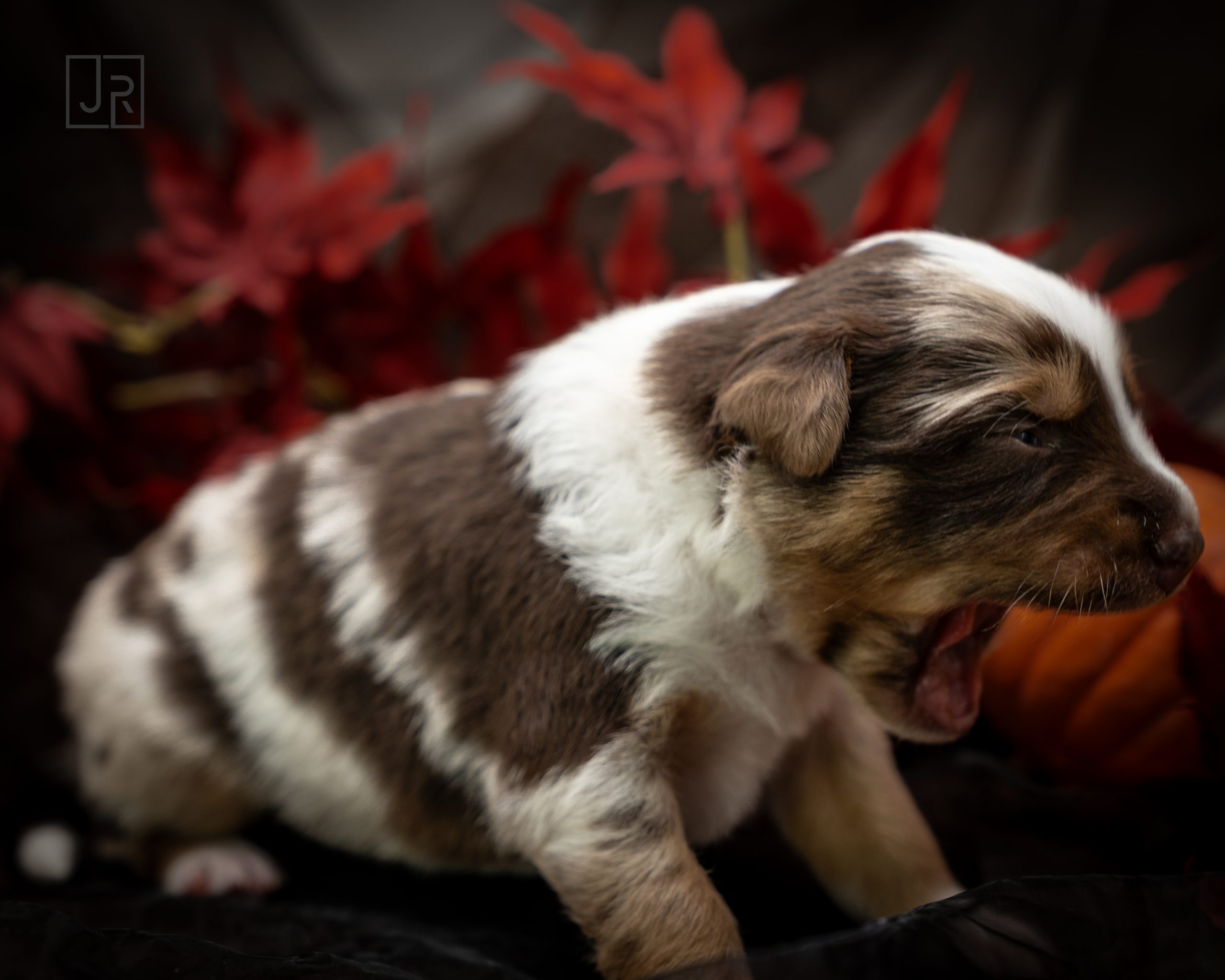 Red Merle hellblau Logo (10)