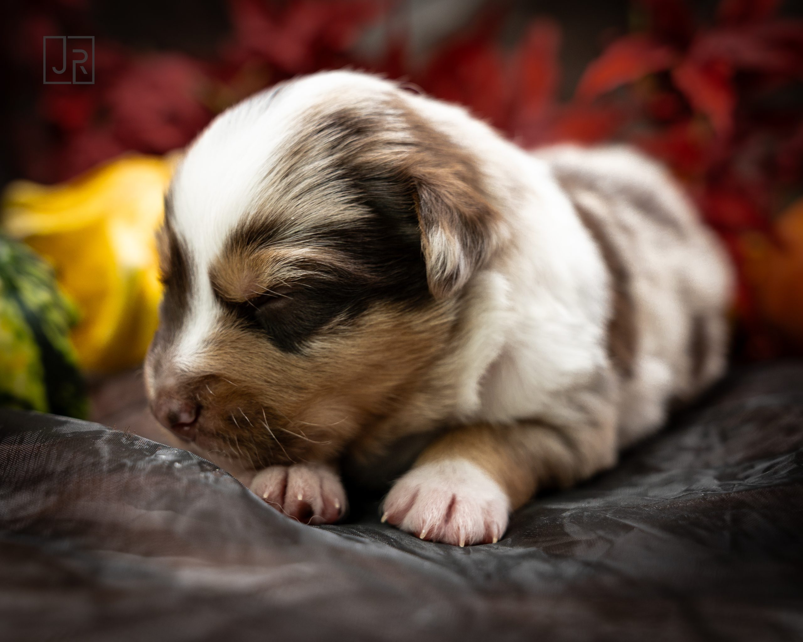 Red Merle hellblau Logo (2) Red Merle hellblau Logo (2)