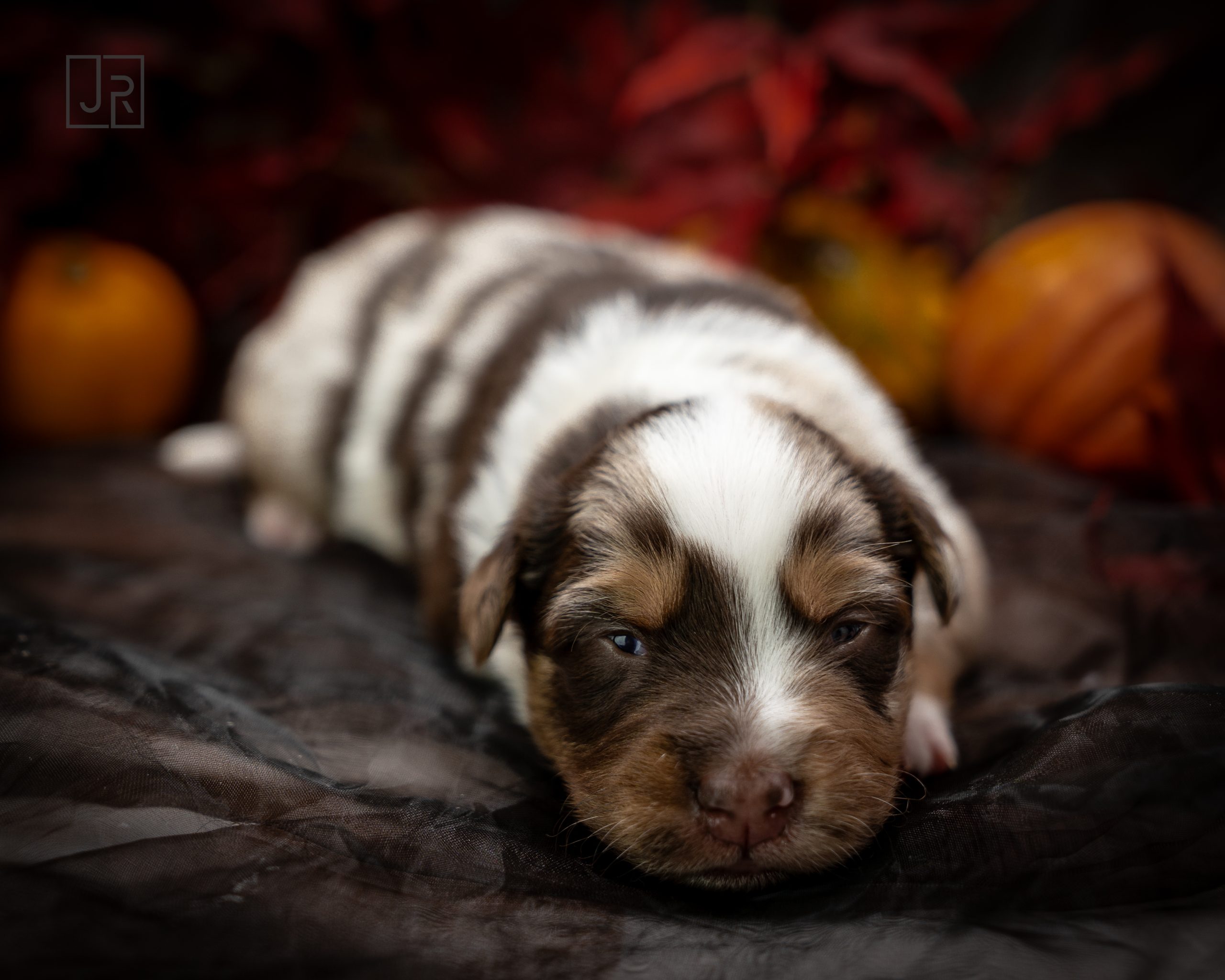 Red Merle hellblau Logo (5) Red Merle hellblau Logo (5)