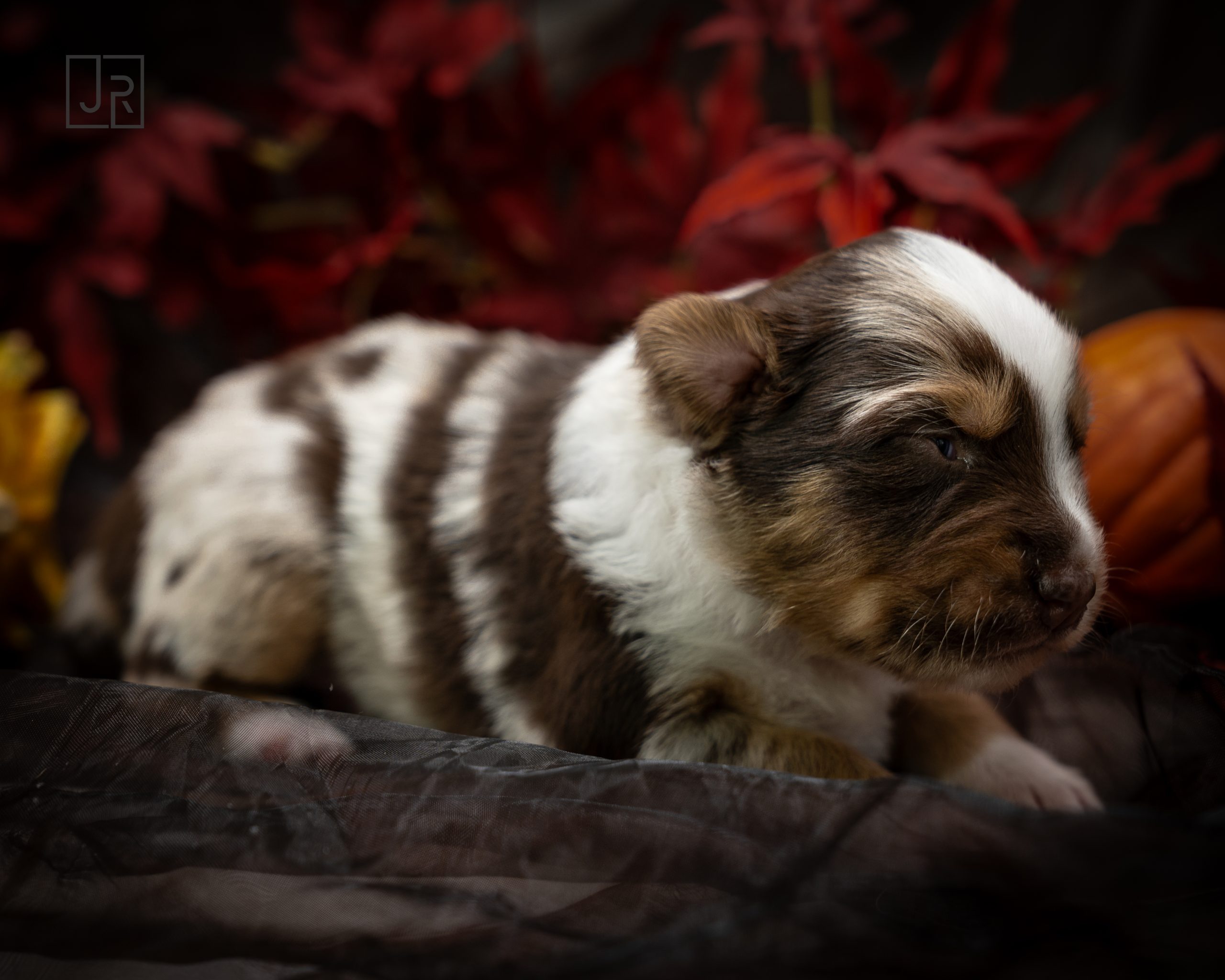 Red Merle hellblau Logo (9) Red Merle hellblau Logo (9)