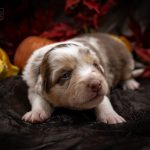 Red Merle rosa Logo (1)