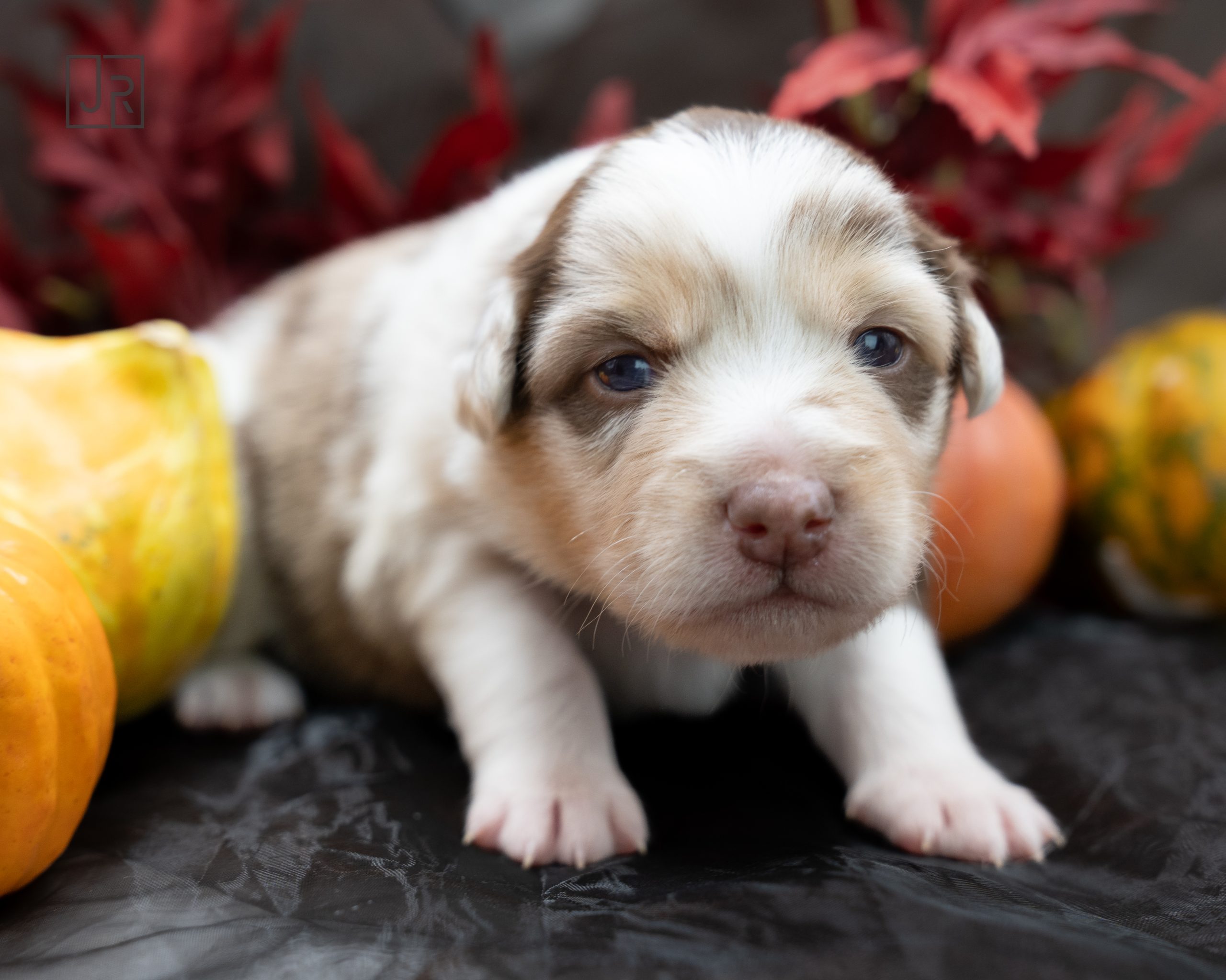 Red Merle rosa Logo (10) Red Merle rosa Logo (10)