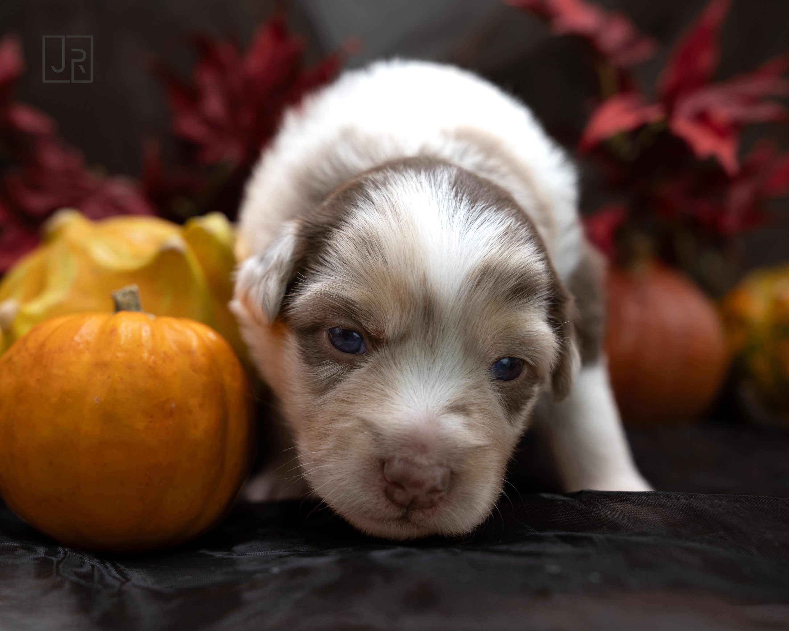 Red Merle rosa Logo (12) Red Merle rosa Logo (12)