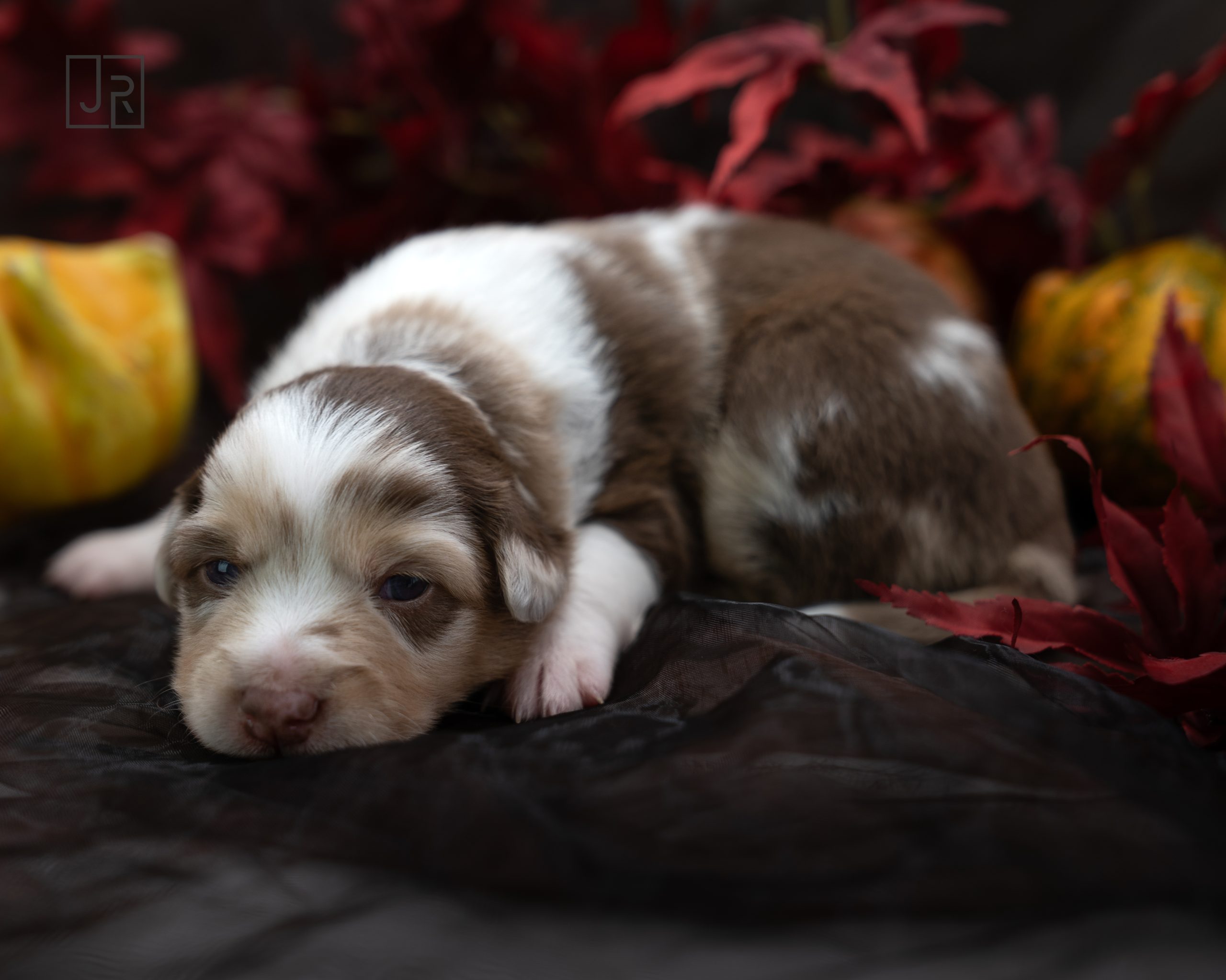 Red Merle rosa Logo (13) Red Merle rosa Logo (13)