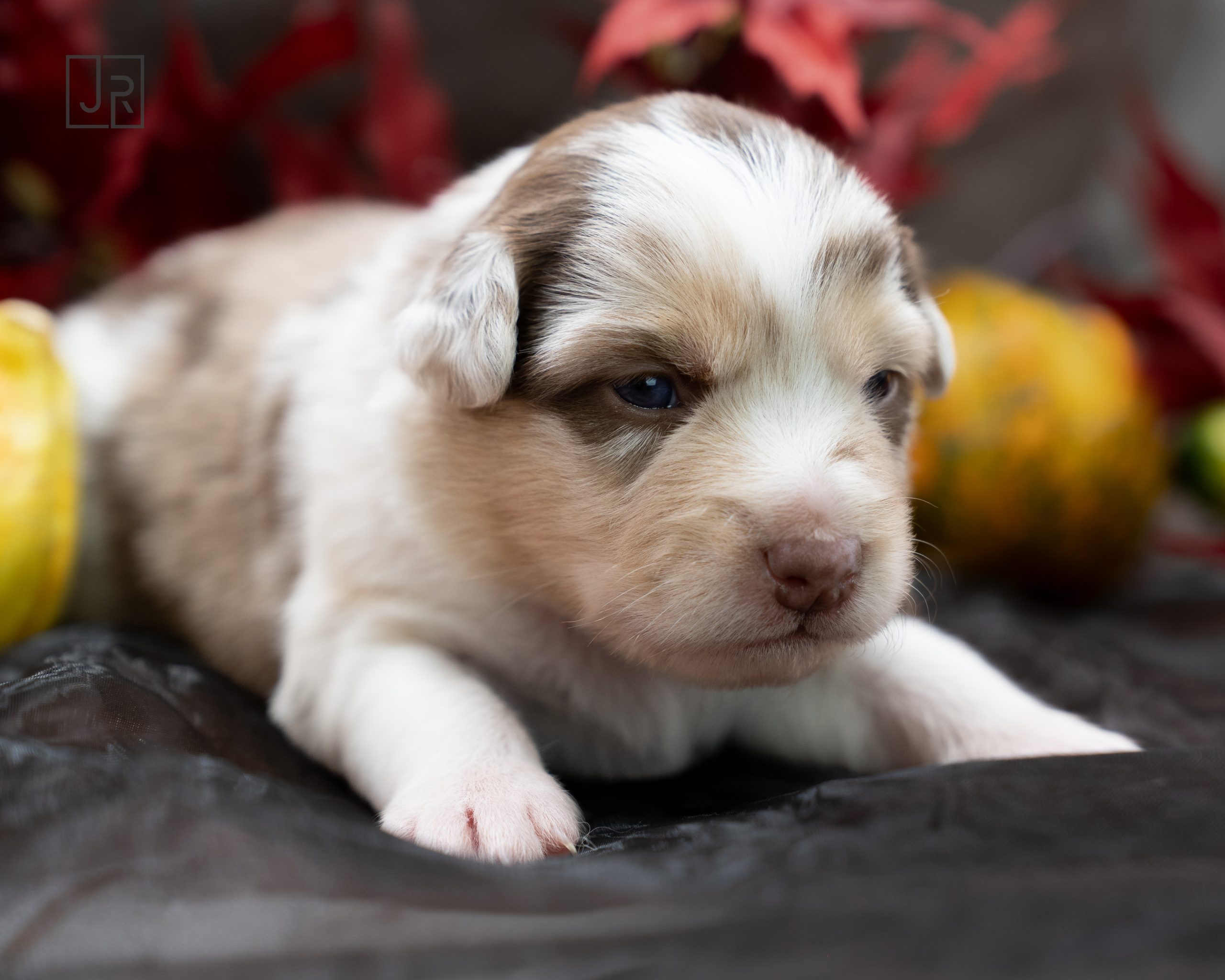 Red Merle rosa Logo (7) Red Merle rosa Logo (7)