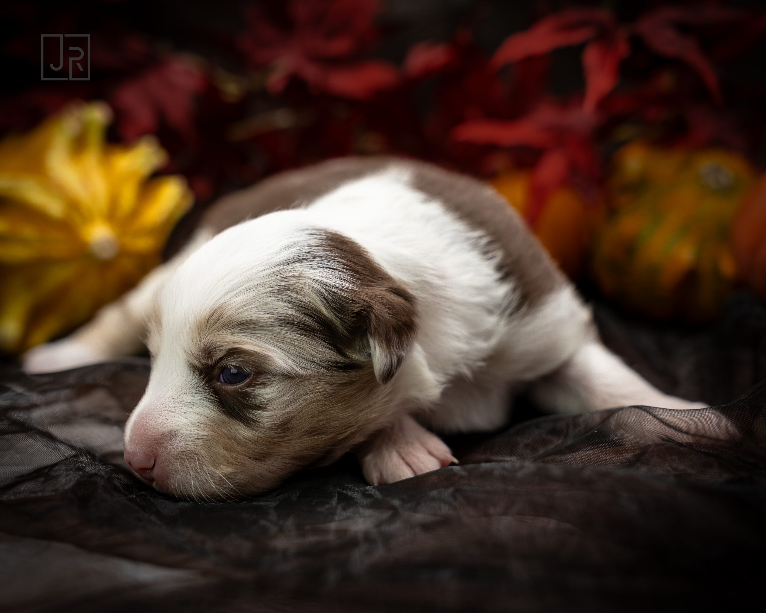 Red Merle rot Logo (1) Red Merle rot Logo (1)