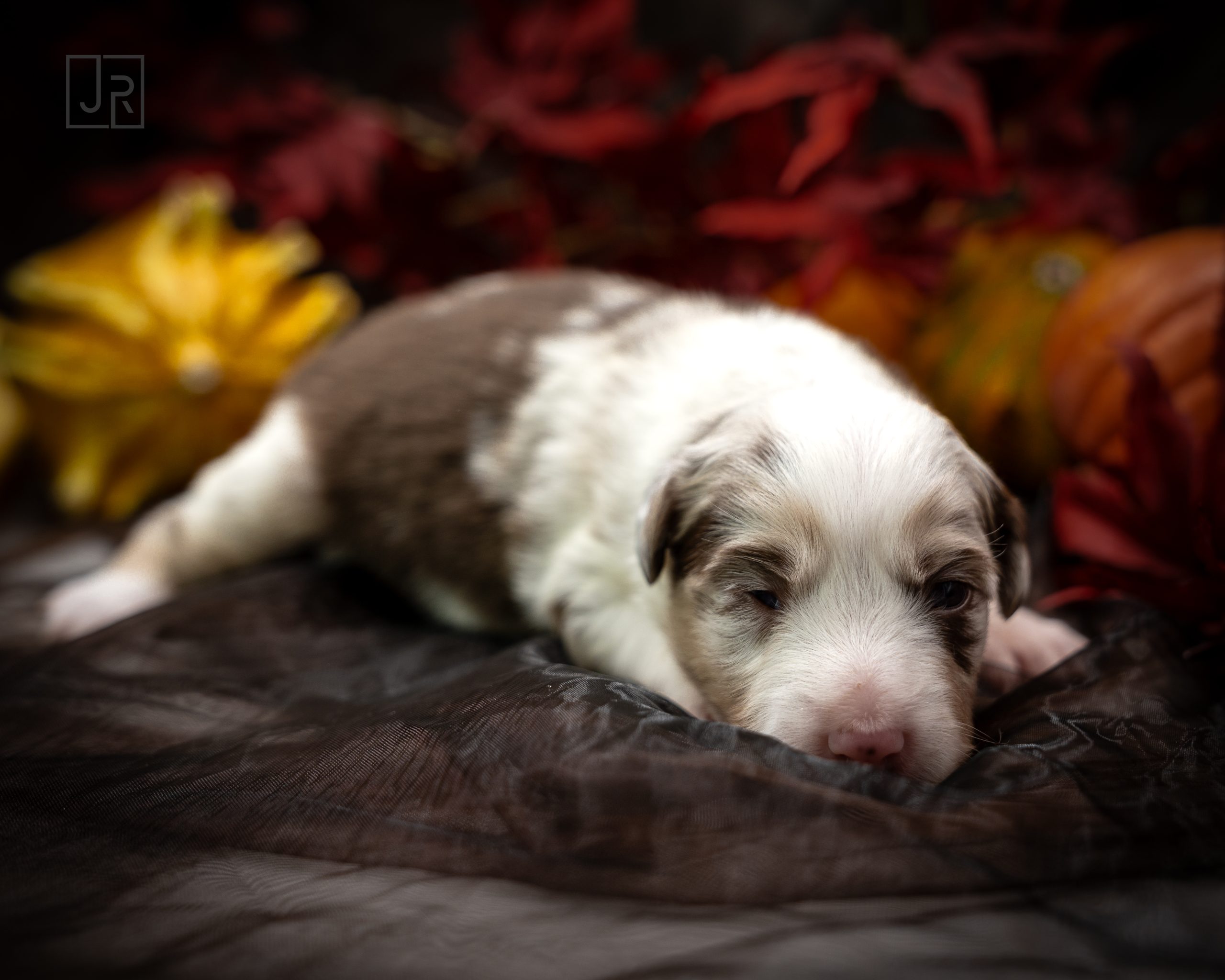 Red Merle rot Logo (2) Red Merle rot Logo (2)