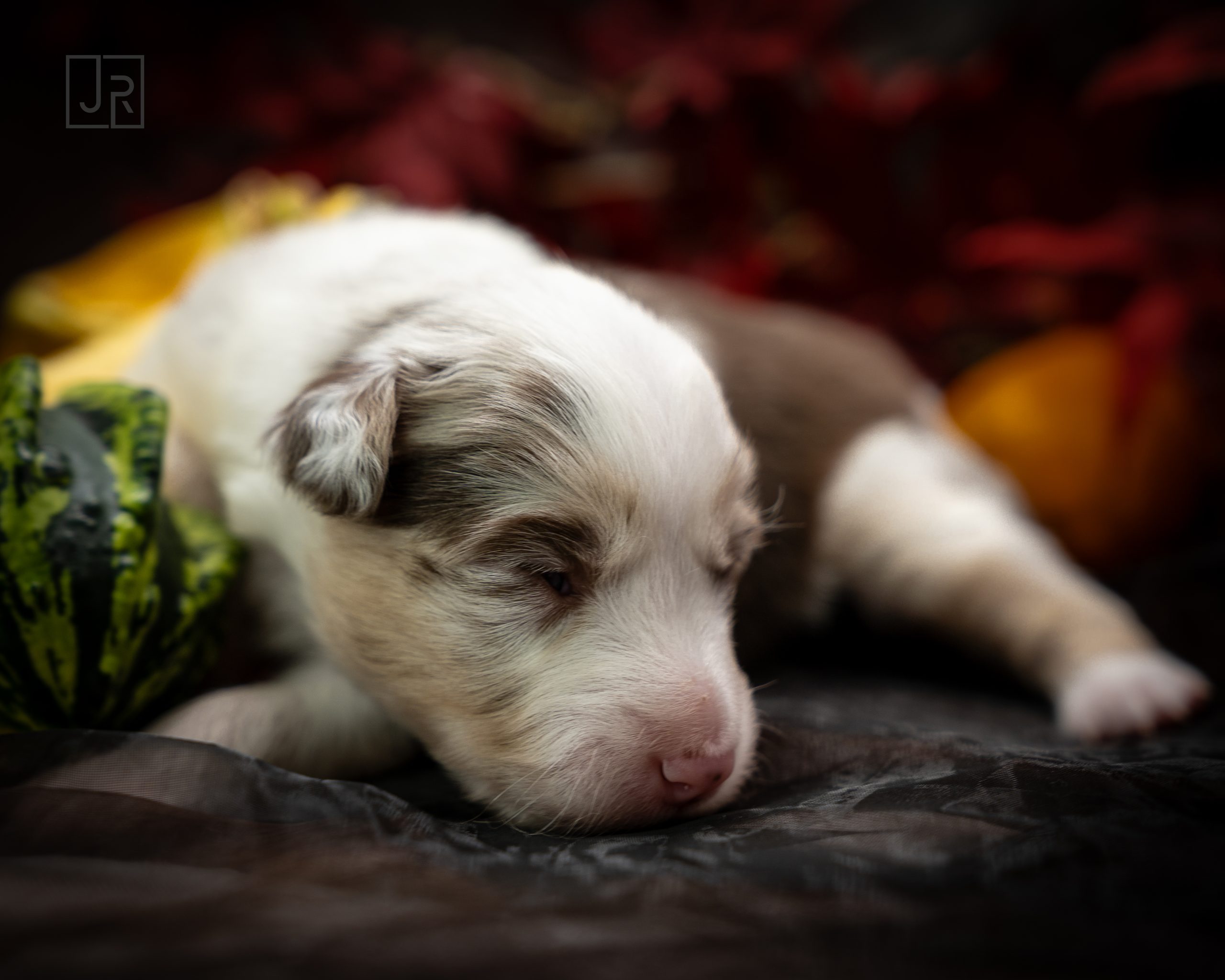 Red Merle rot Logo (4) Red Merle rot Logo (4)