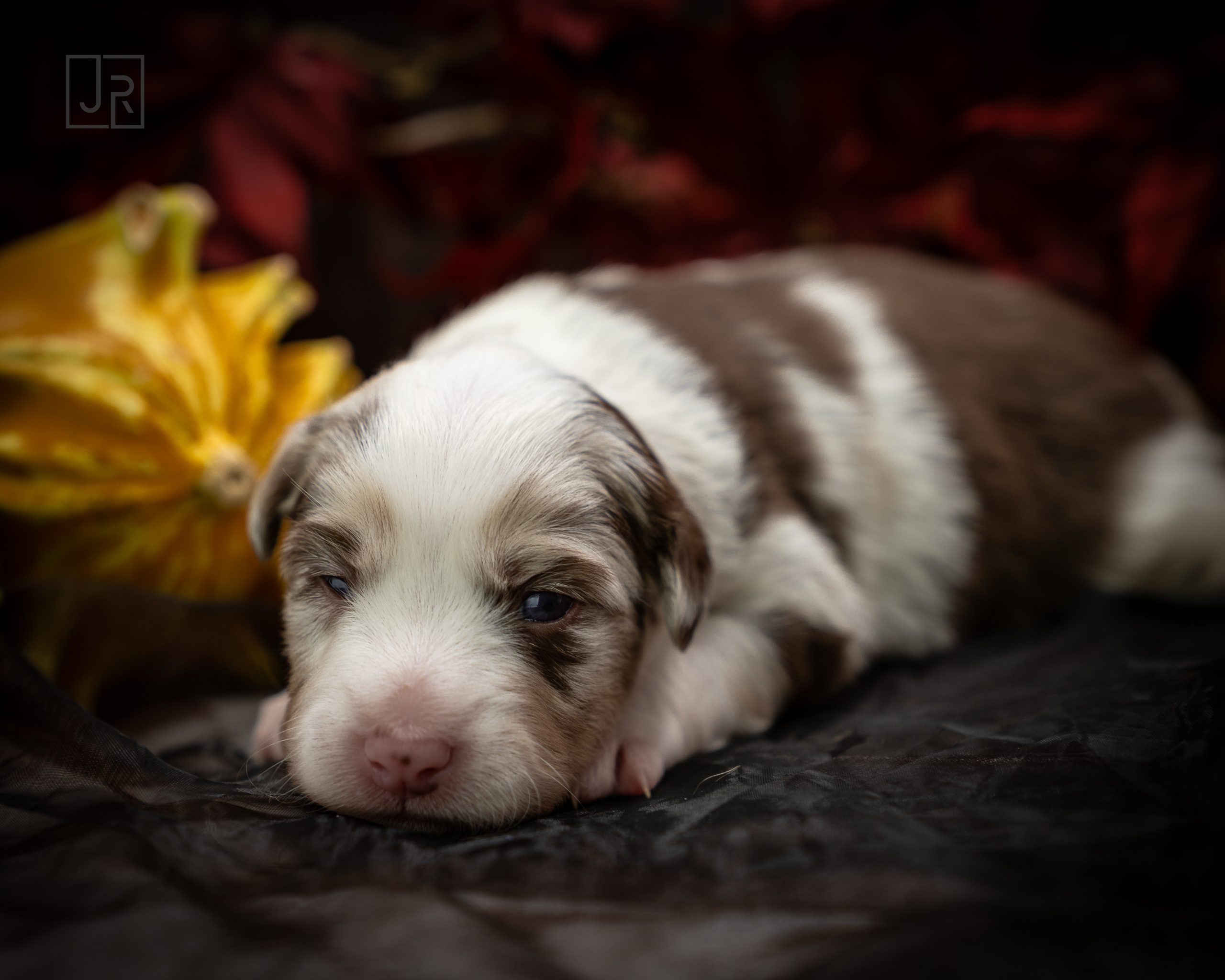 Red Merle rot Logo (8) Red Merle rot Logo (8)