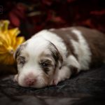 Red Merle rot Logo (8)