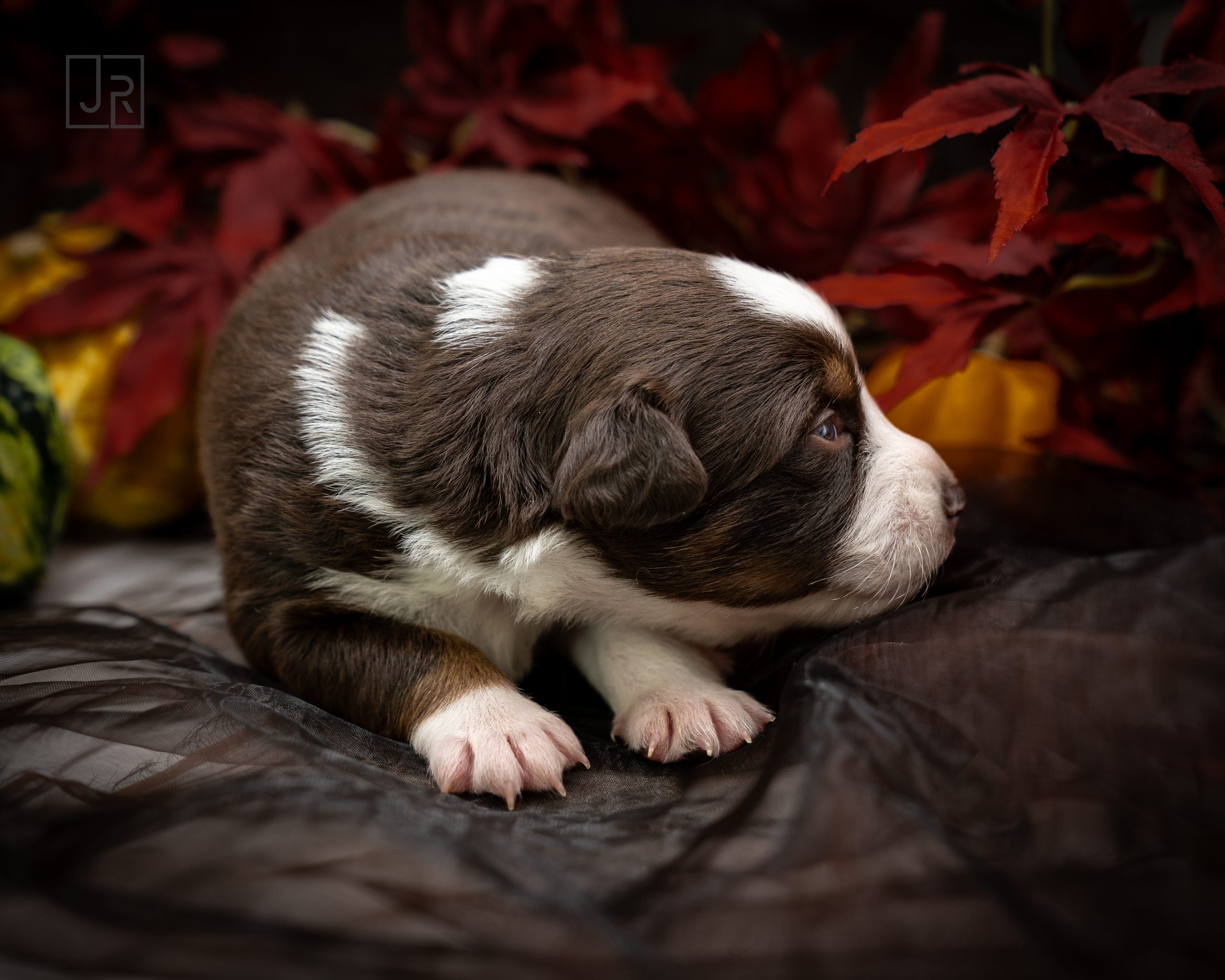 Red Tri lila Logo (1) Red Tri lila Logo (1)