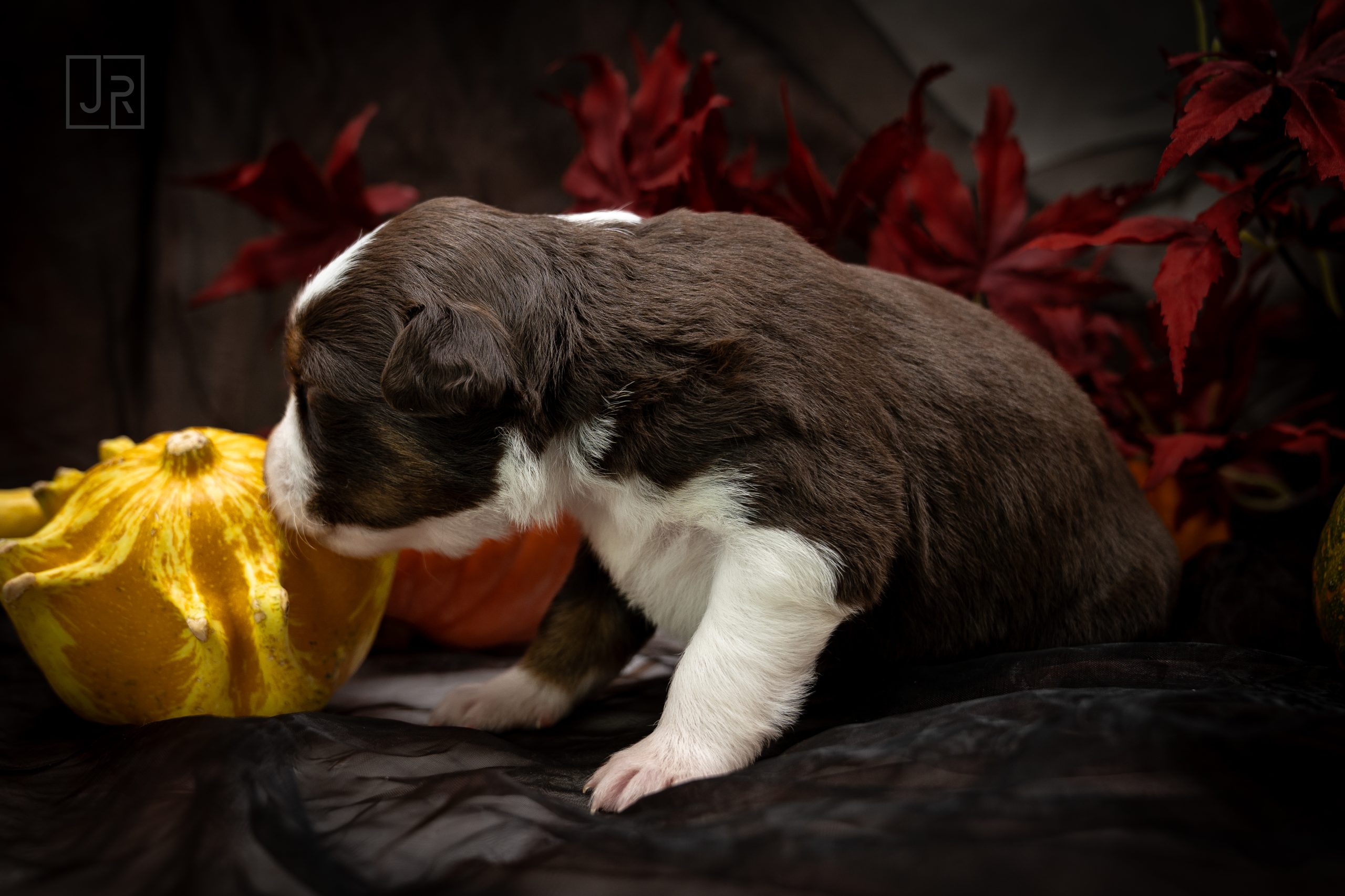 Red Tri lila Logo (11) Red Tri lila Logo (11)