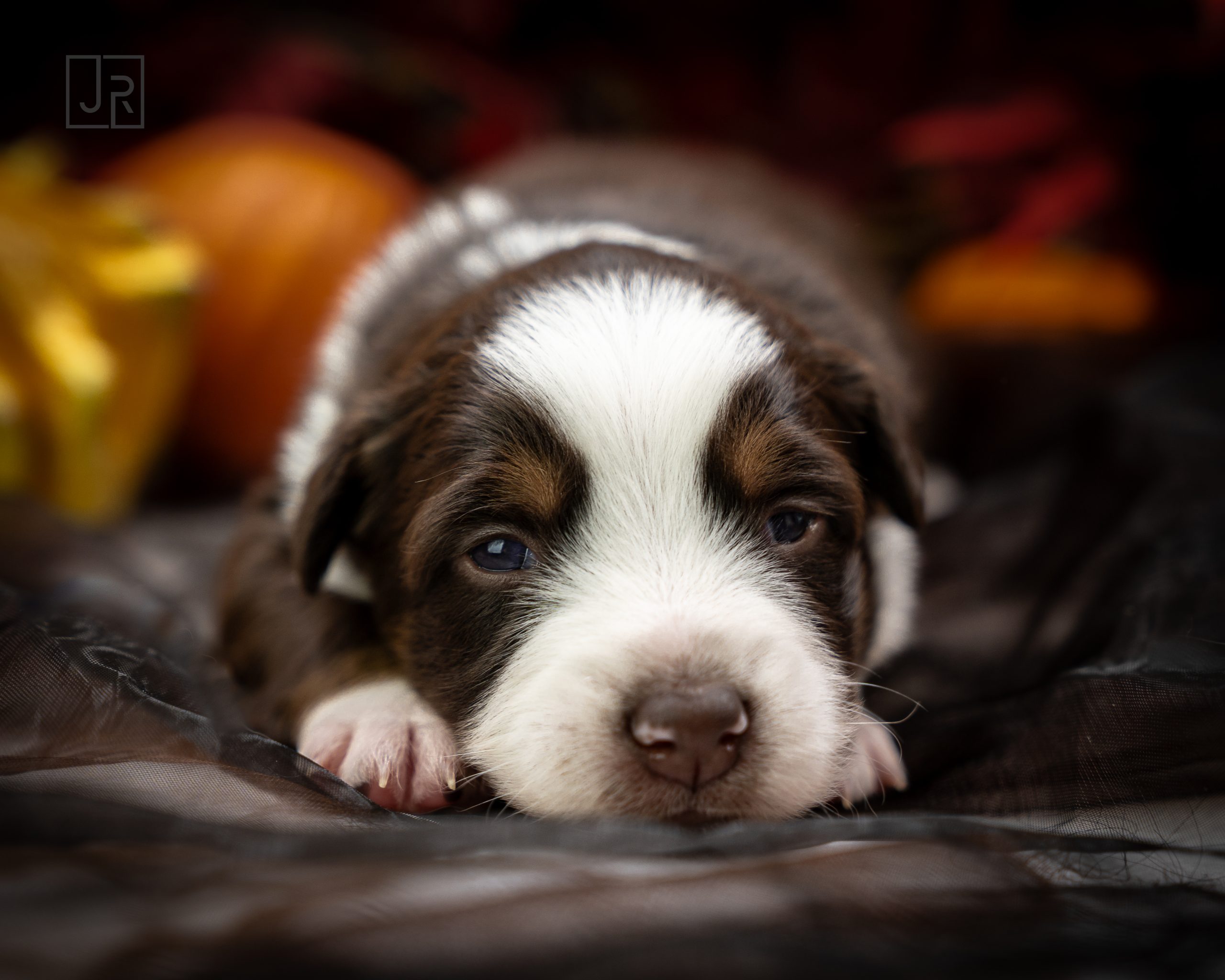 Red Tri lila Logo (3)