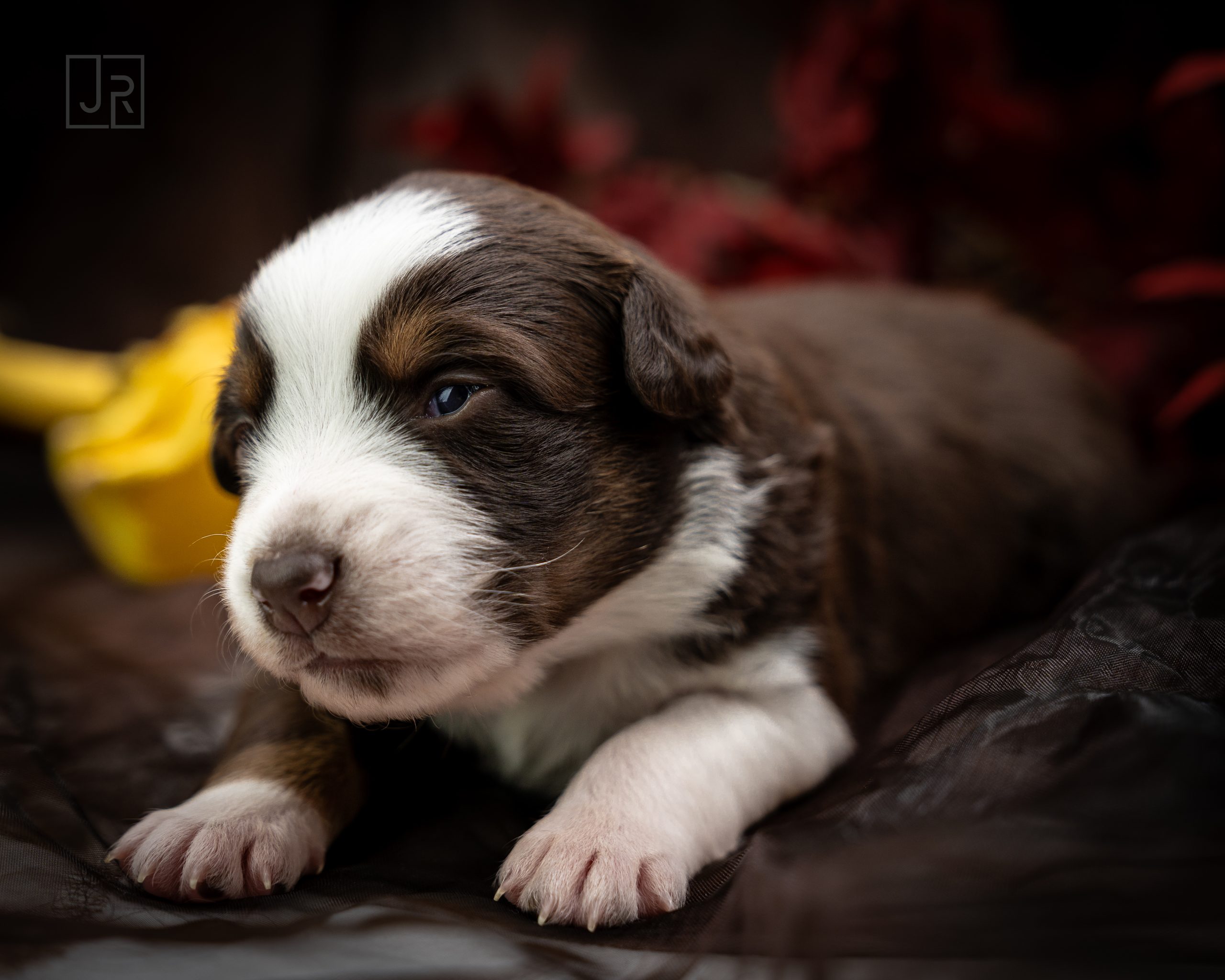 Red Tri lila Logo (6) Red Tri lila Logo (6)