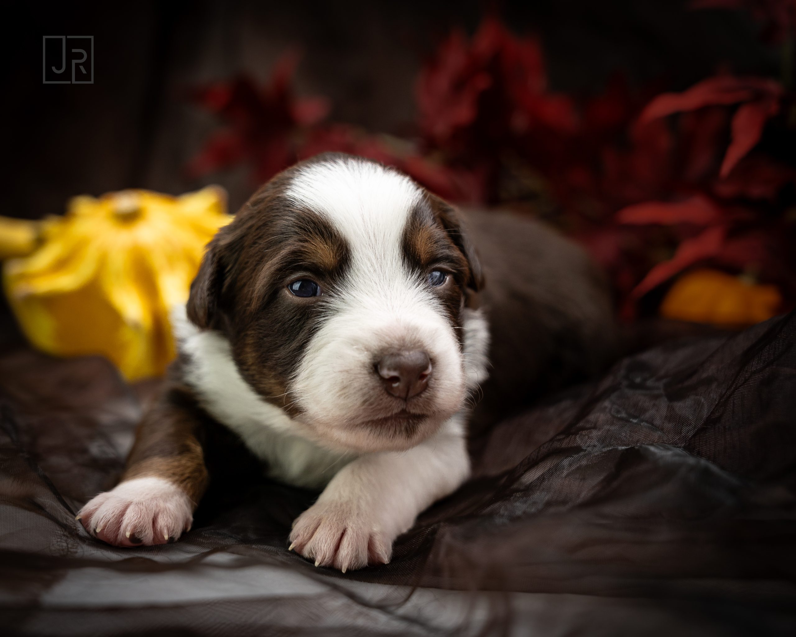 Red Tri lila Logo (7) Red Tri lila Logo (7)