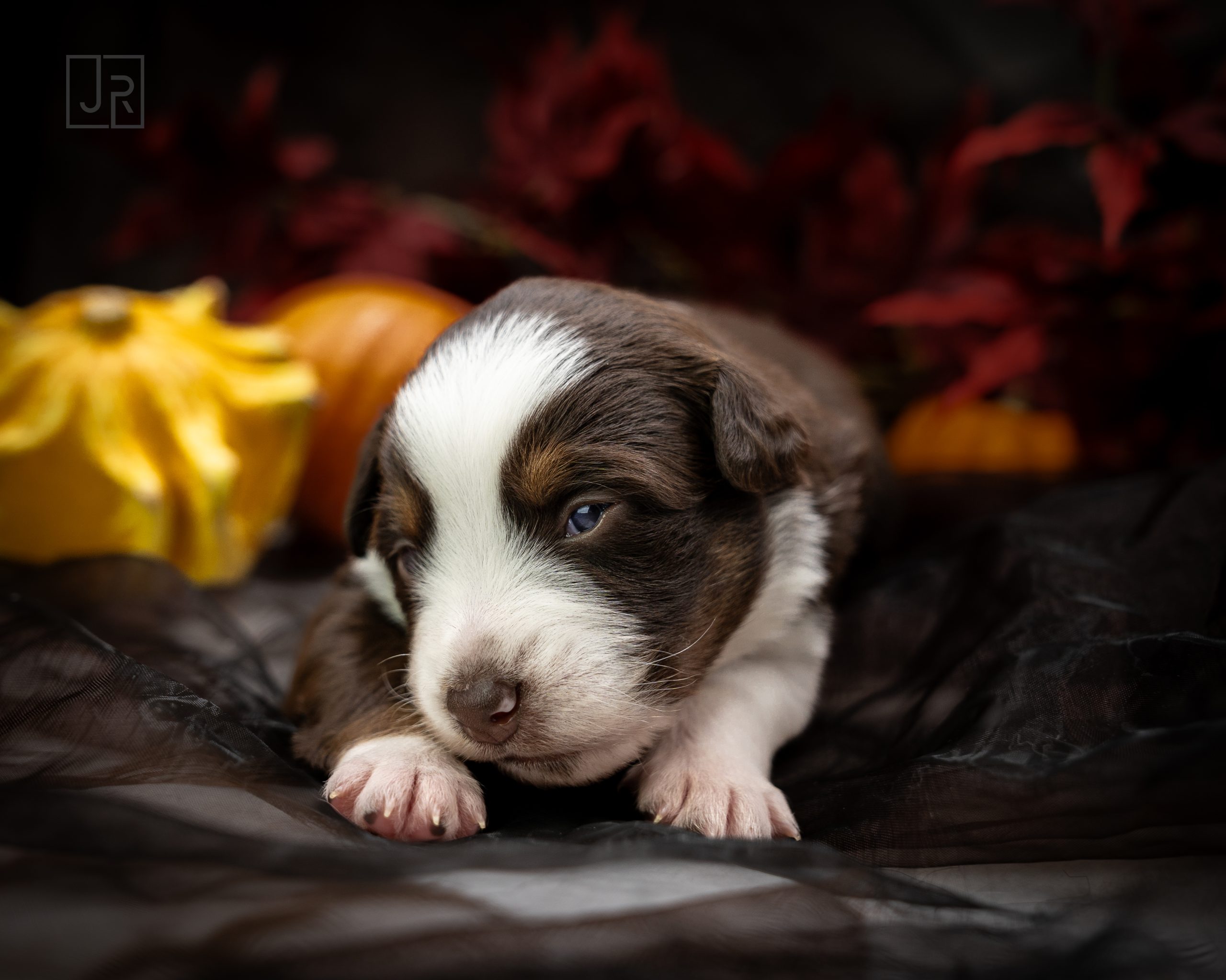 Red Tri lila Logo (9) Red Tri lila Logo (9)