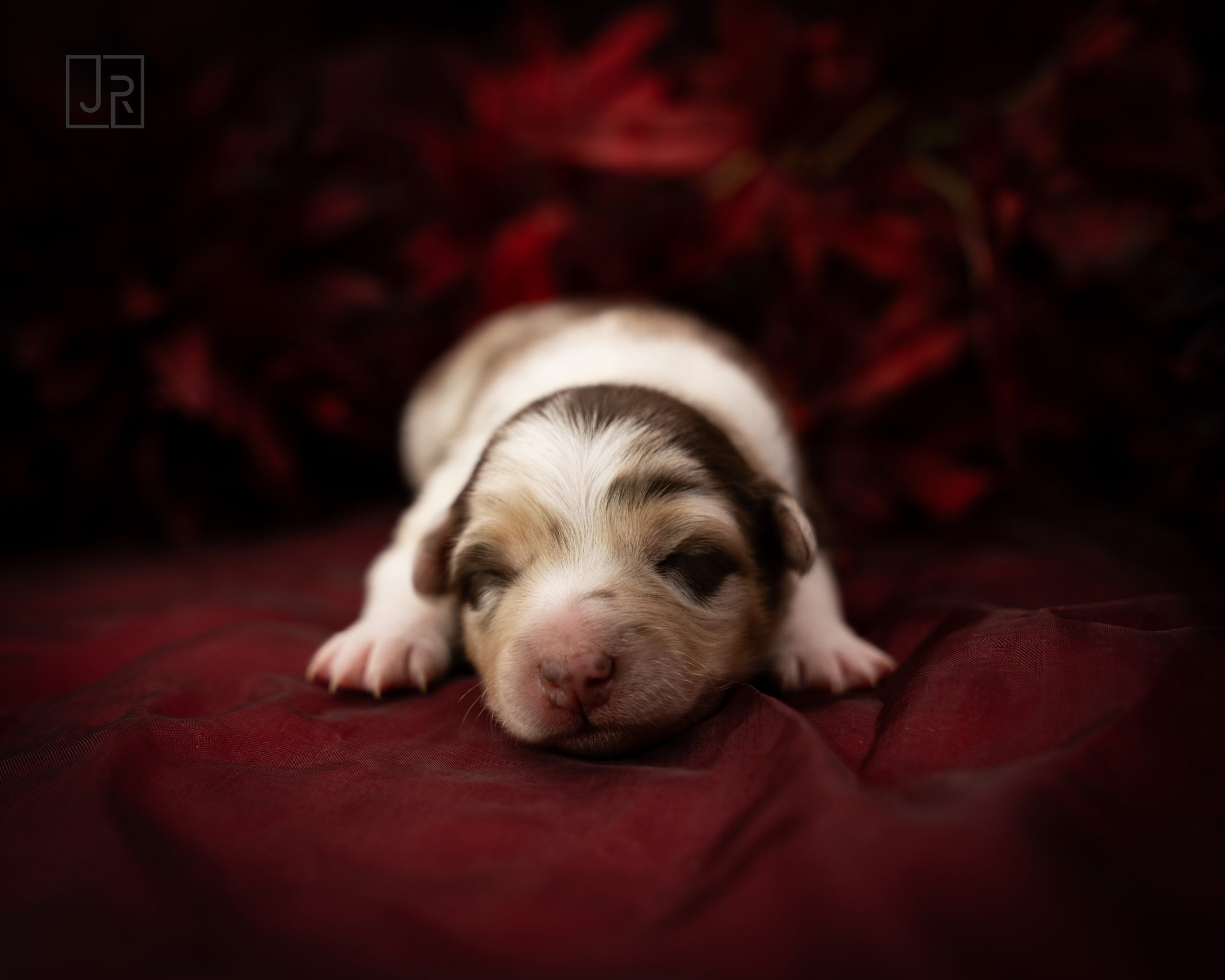 Rosa_Logo (2) Rosa_Logo (2)