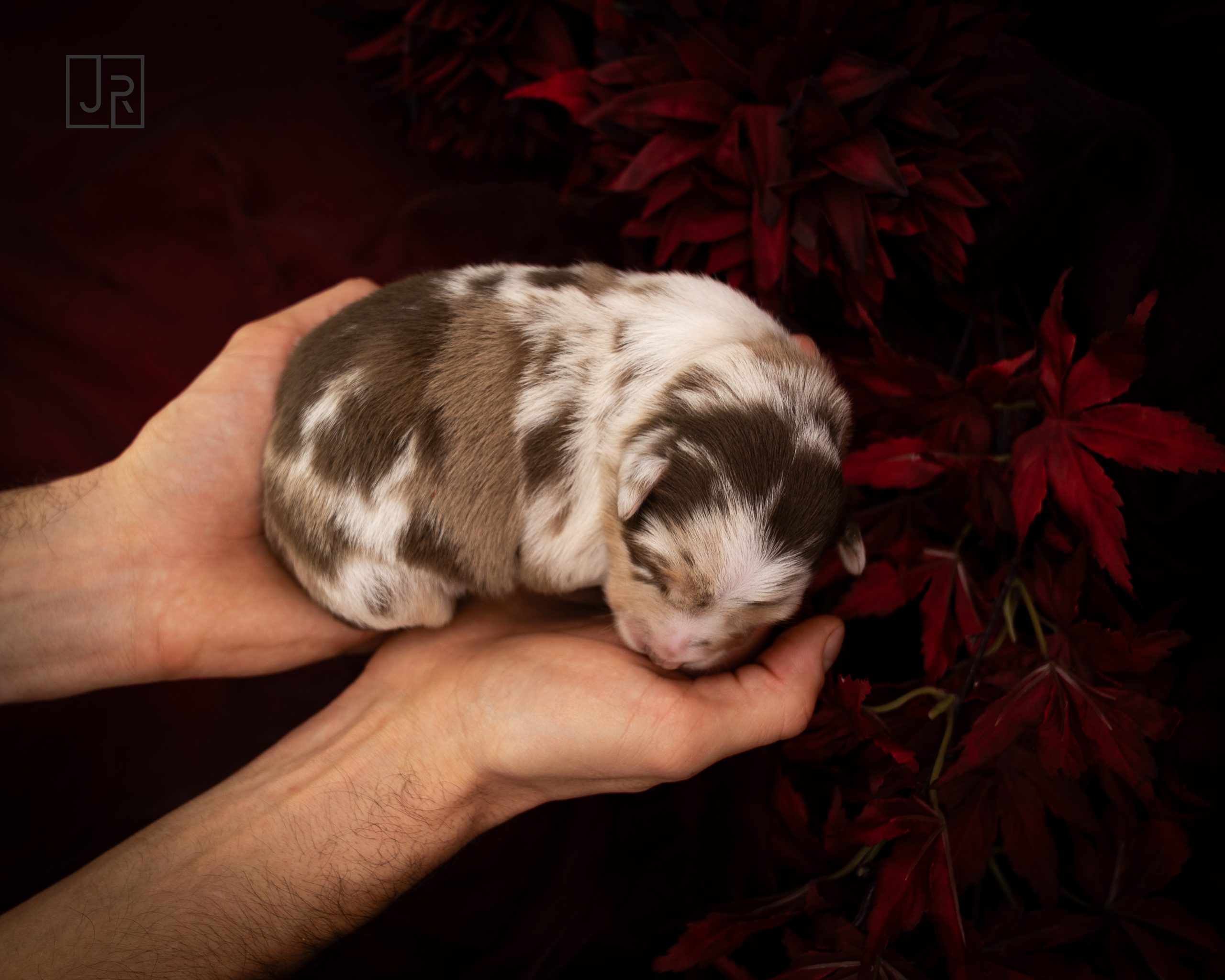 Rosa_Logo (4) Rosa_Logo (4)