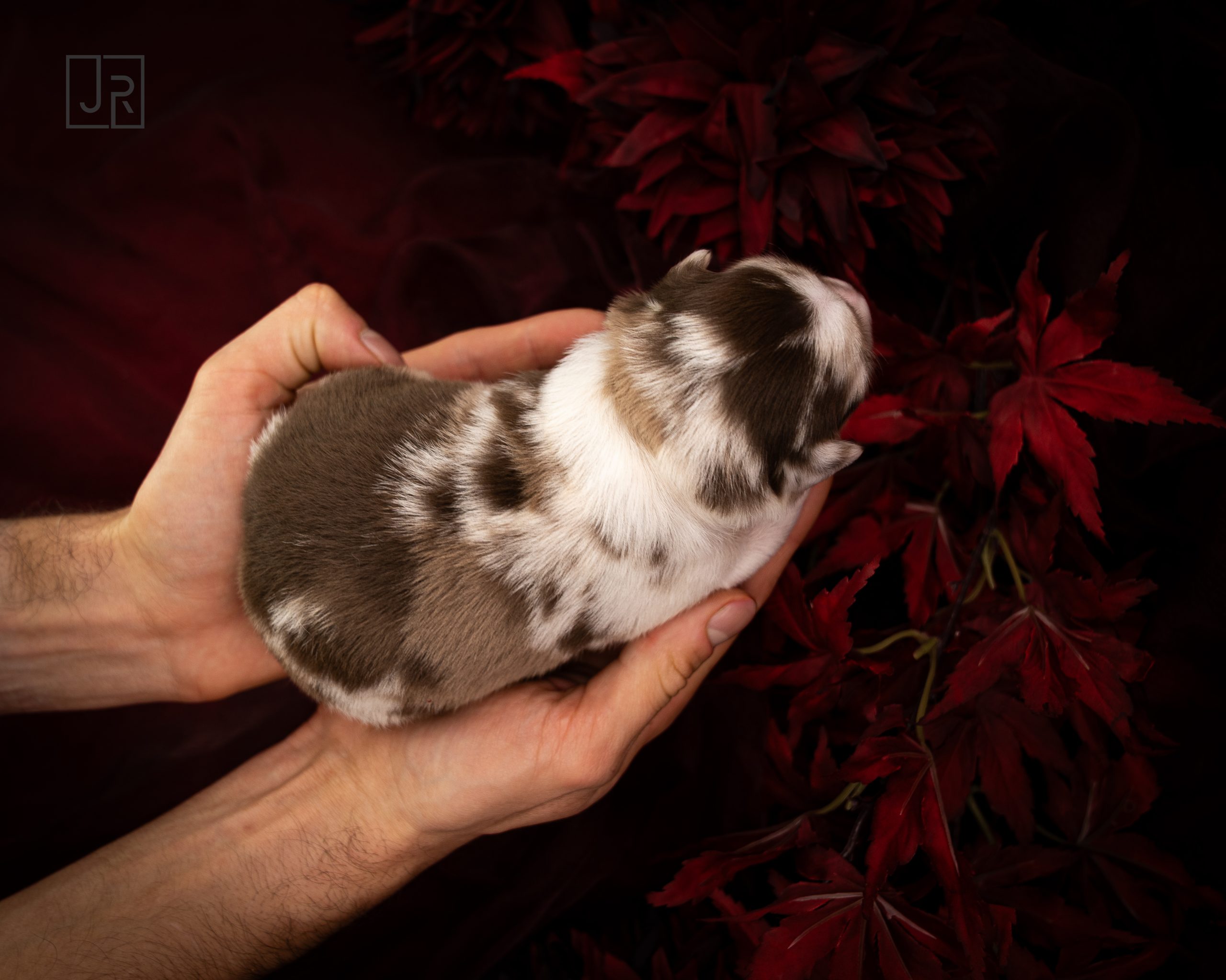 Rosa_Logo (5) Rosa_Logo (5)