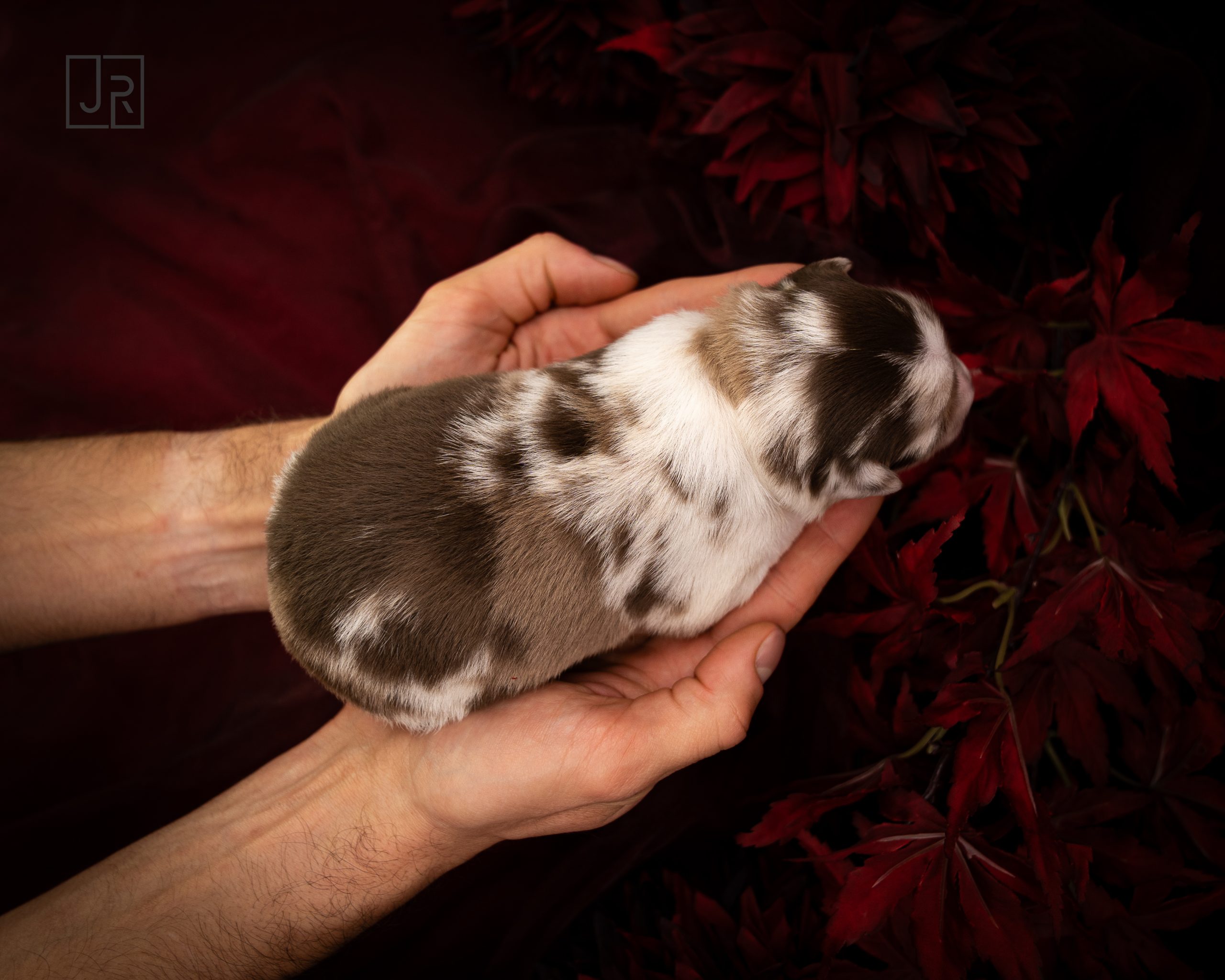 Rosa_Logo (6) Rosa_Logo (6)