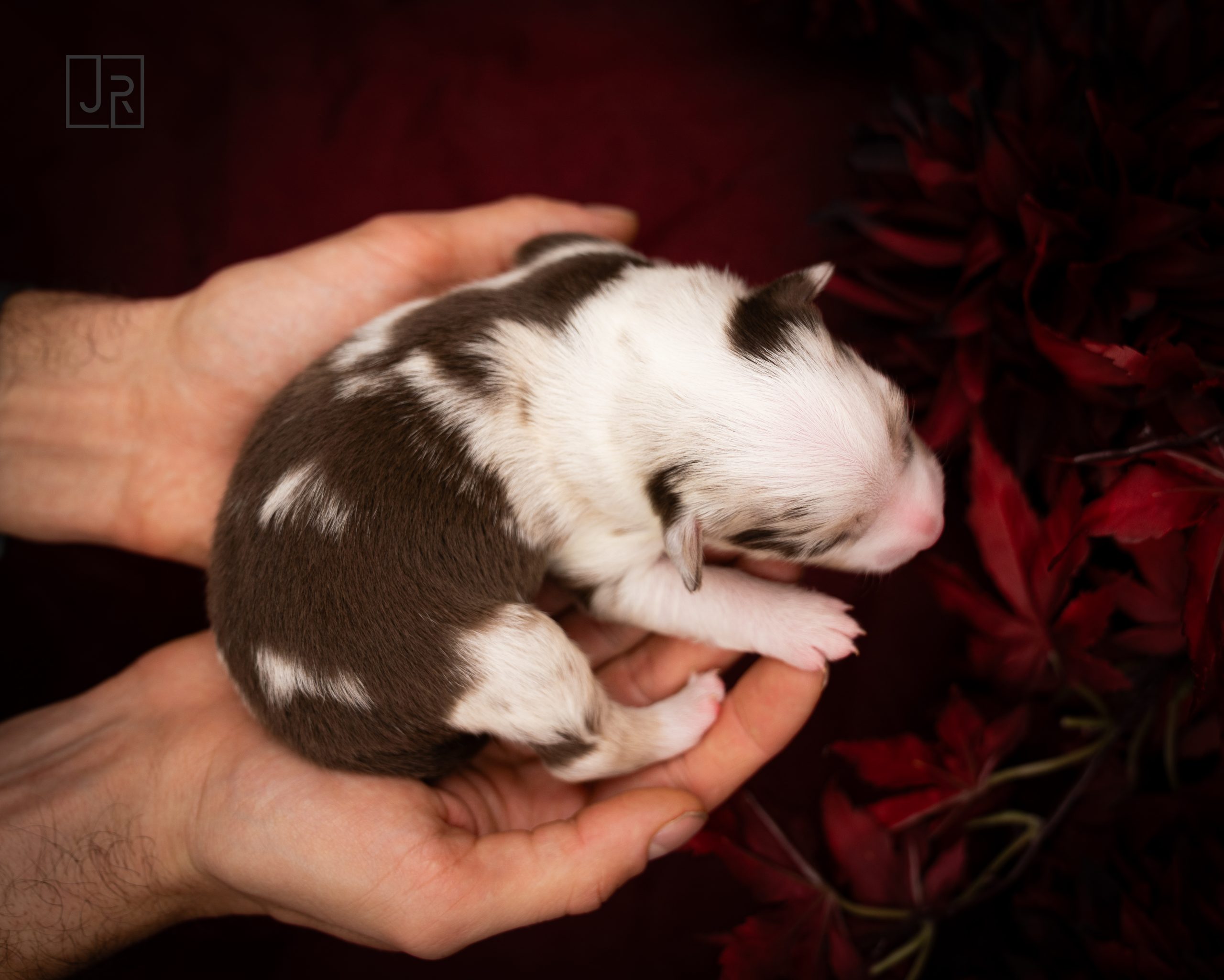 Rot_Logo (1) Rot_Logo (1)