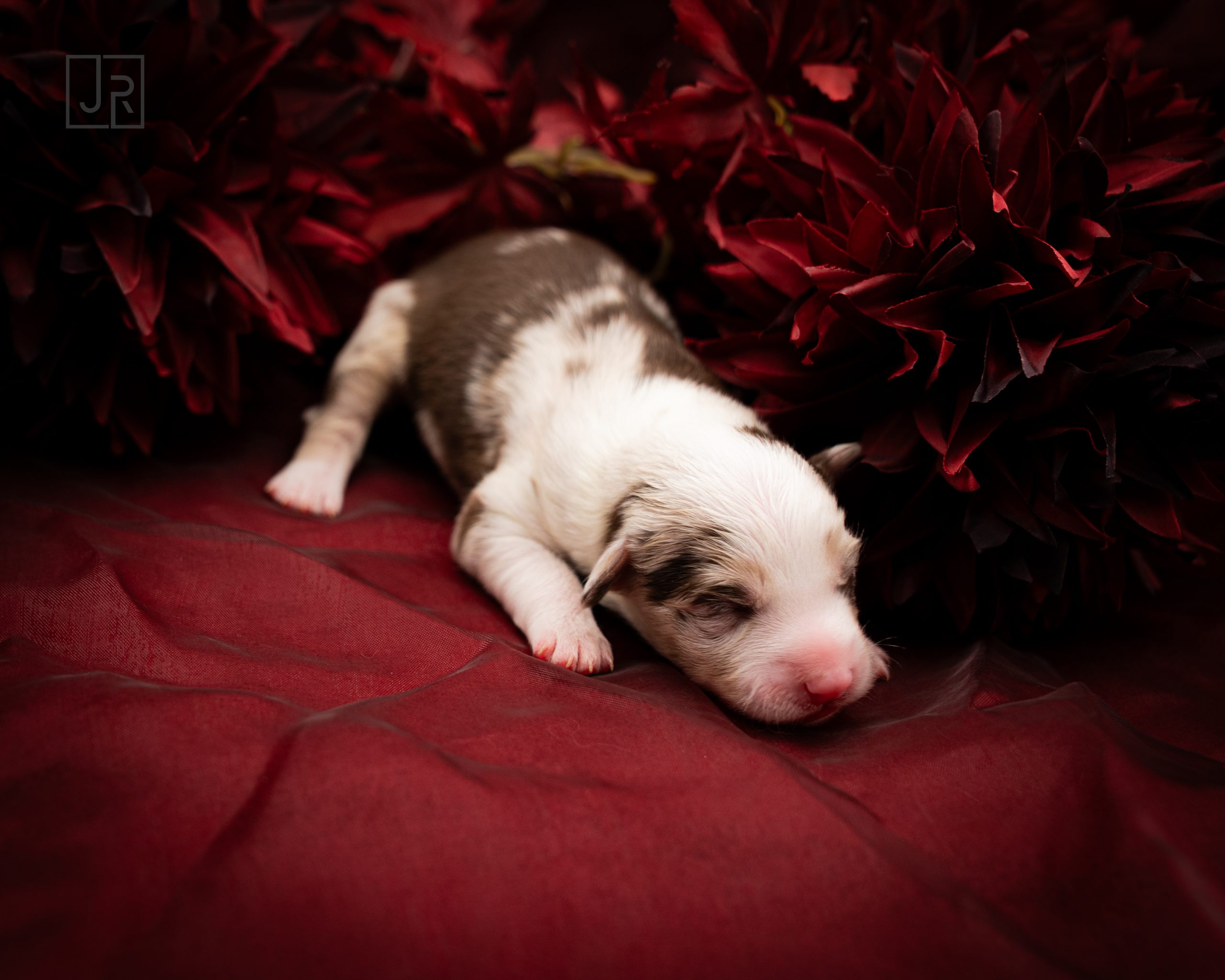 Rot_Logo (2) Rot_Logo (2)