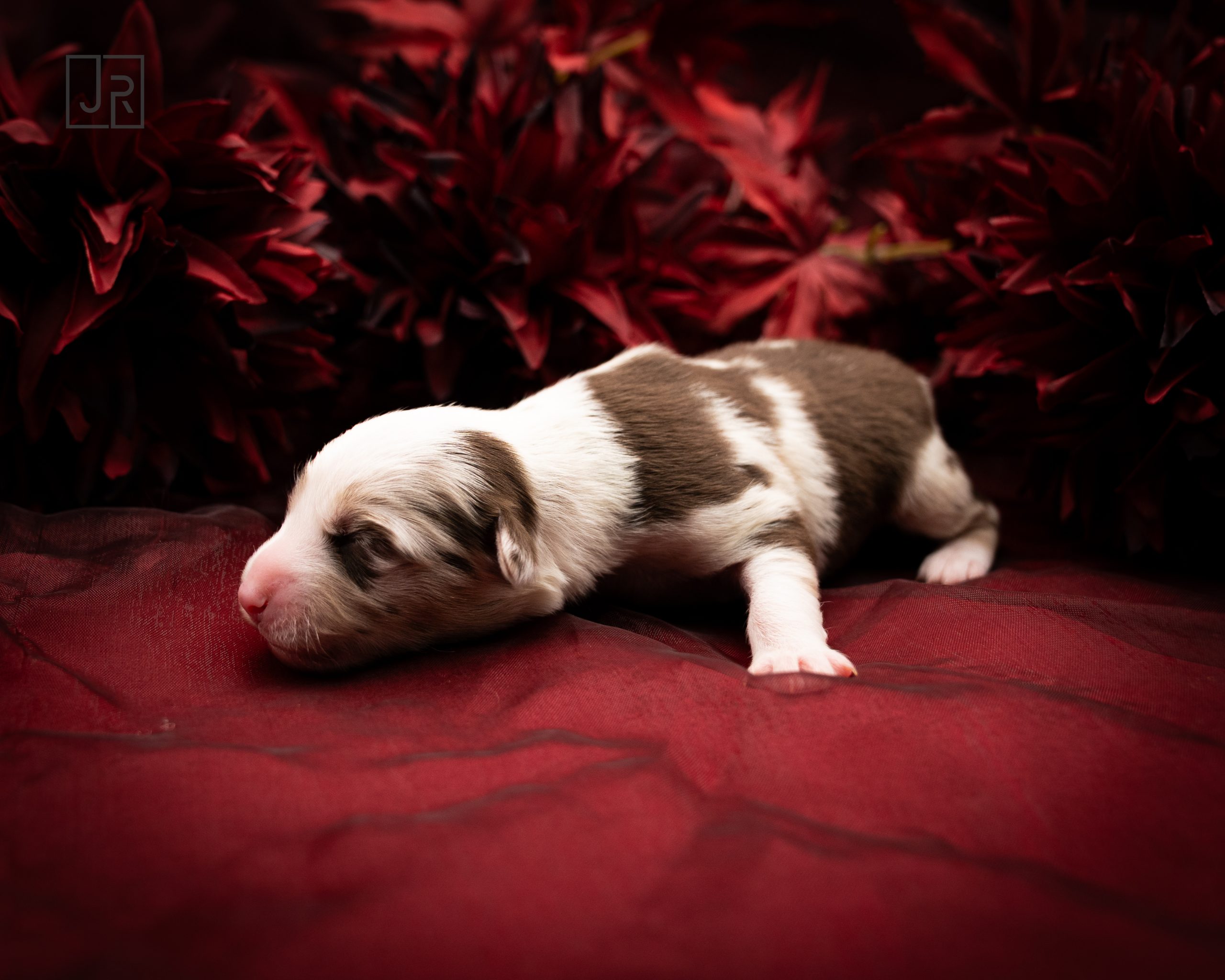 Rot_Logo (4) Rot_Logo (4)