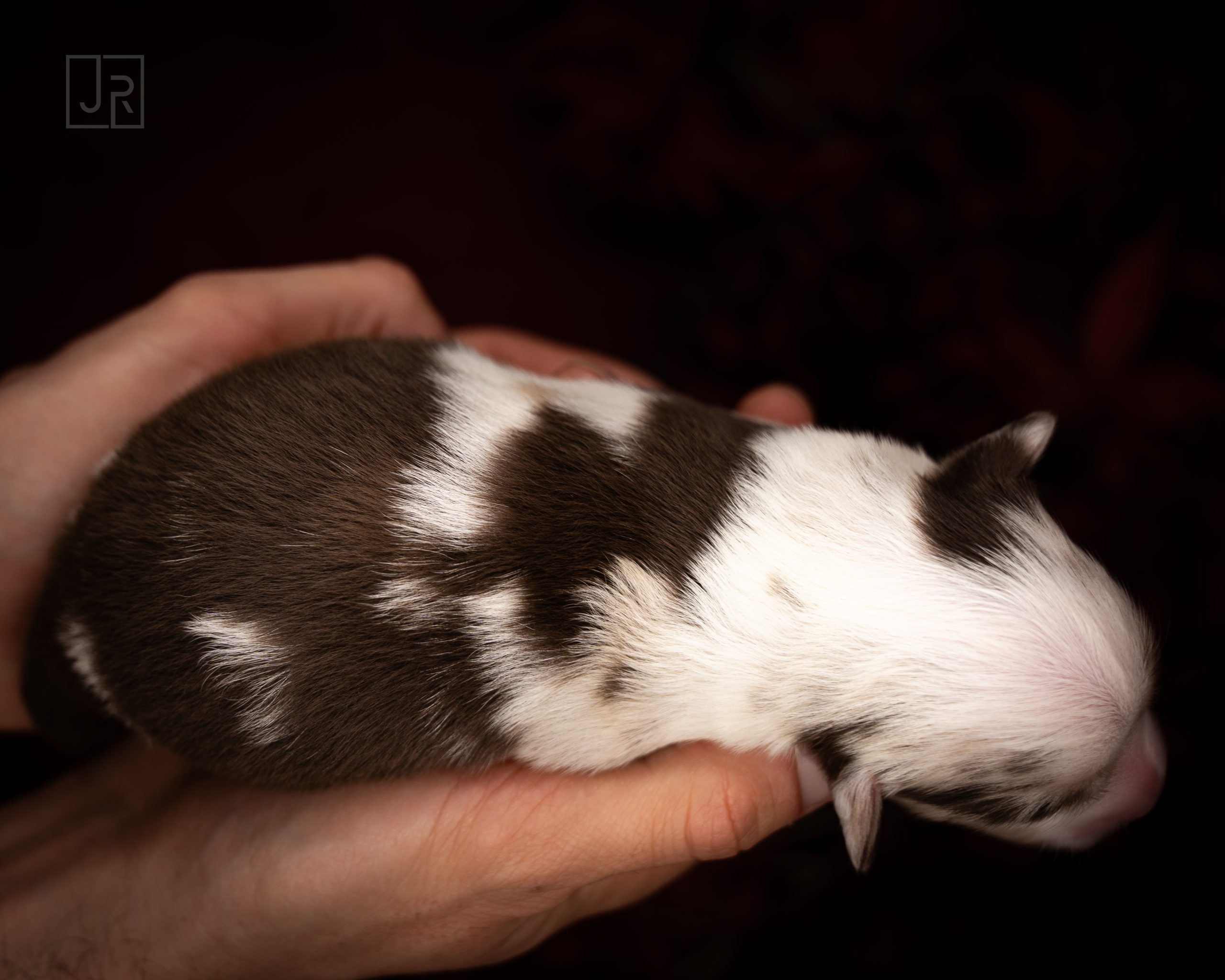 Rot_Logo (5) Rot_Logo (5)