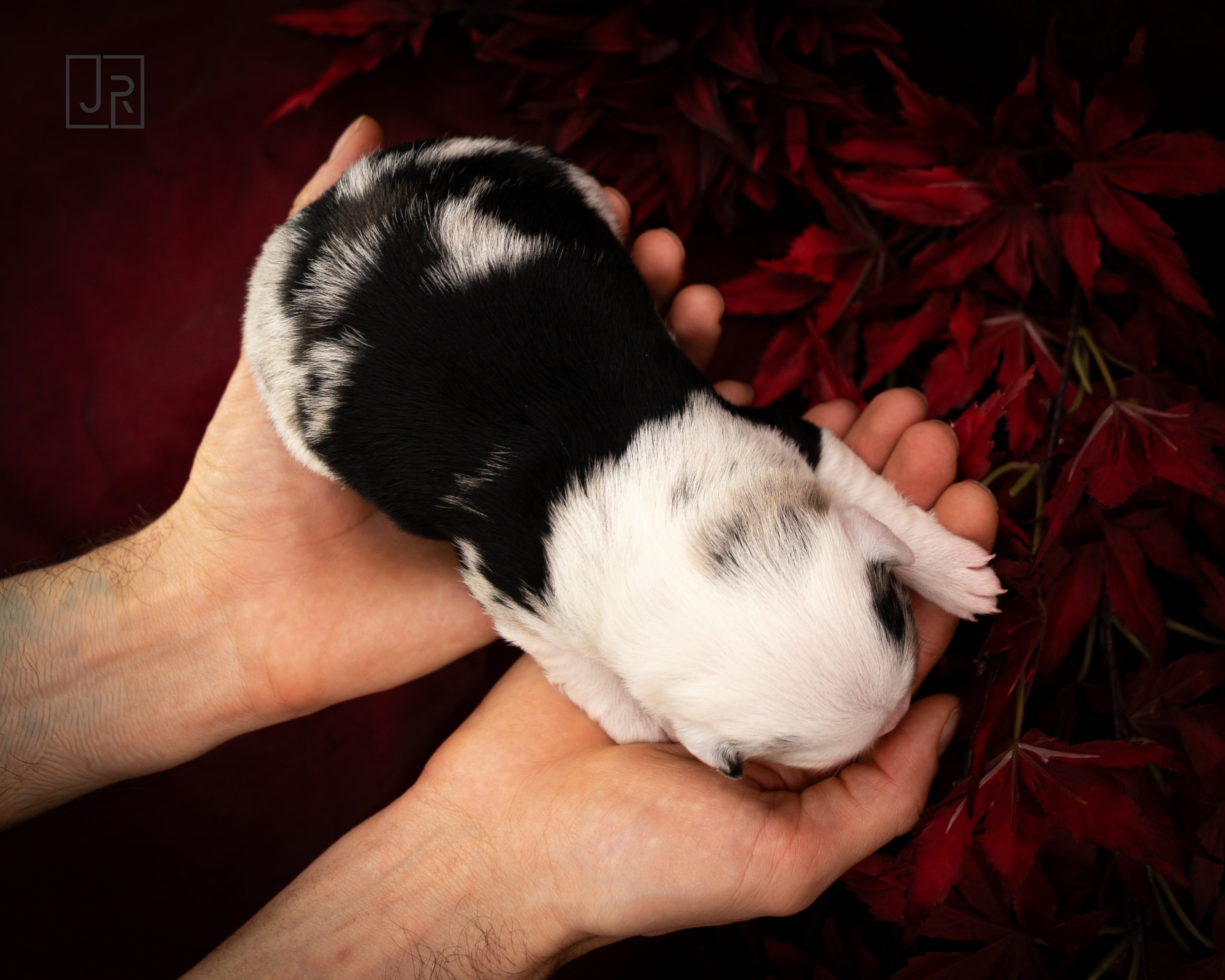 Schwarz_Logo (1) Schwarz_Logo (1)