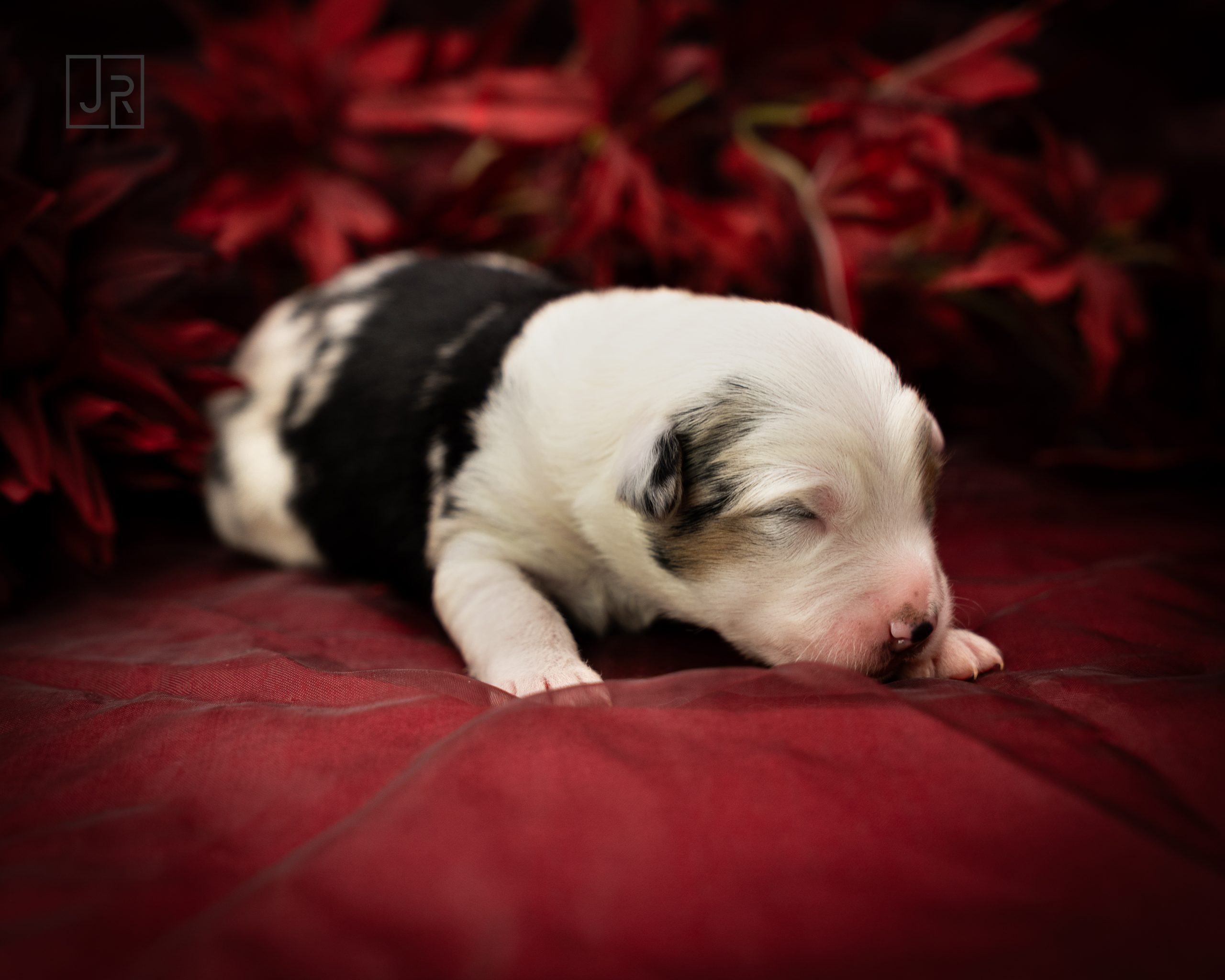 Schwarz_Logo (2) Schwarz_Logo (2)