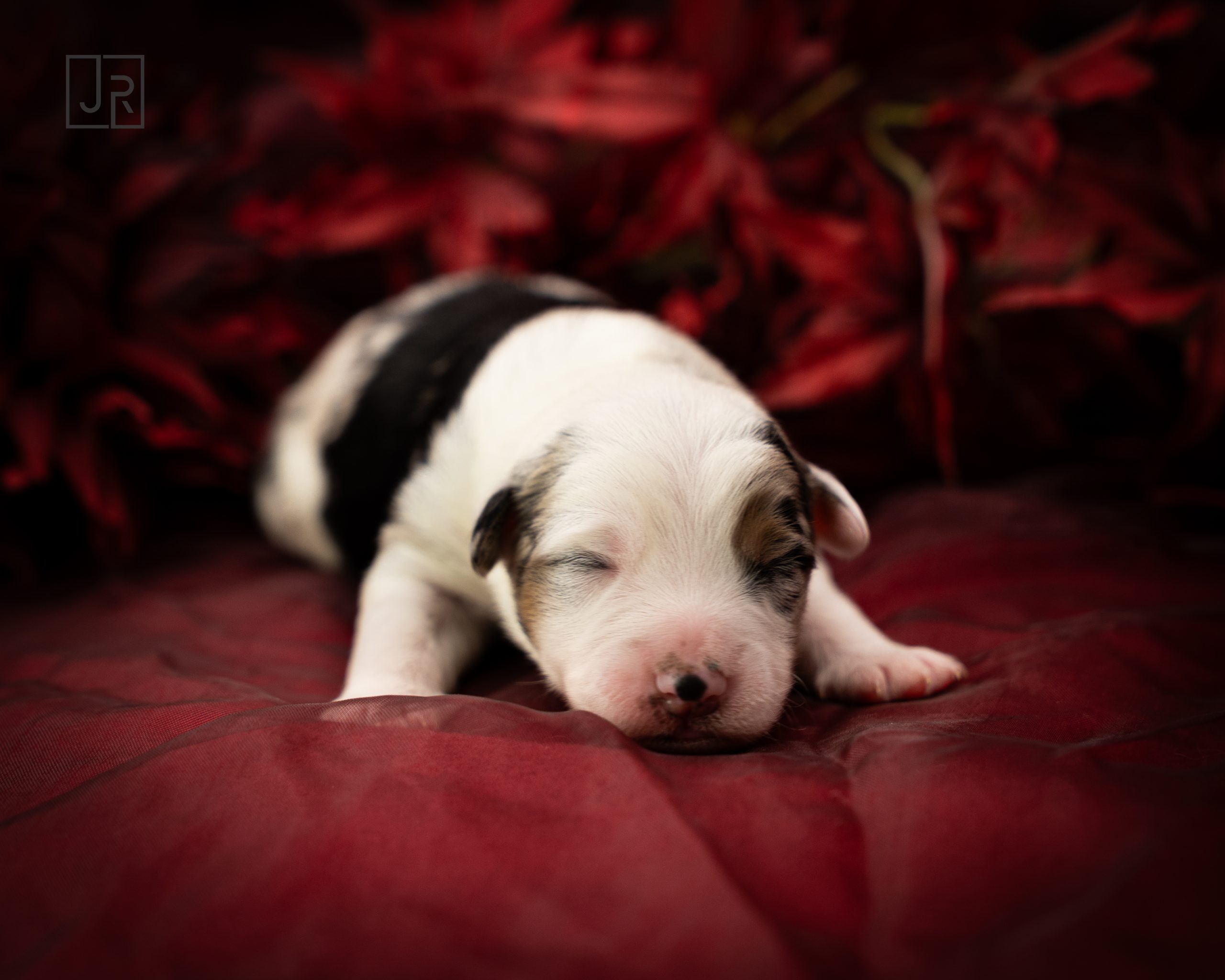 Schwarz_Logo (3) Schwarz_Logo (3)