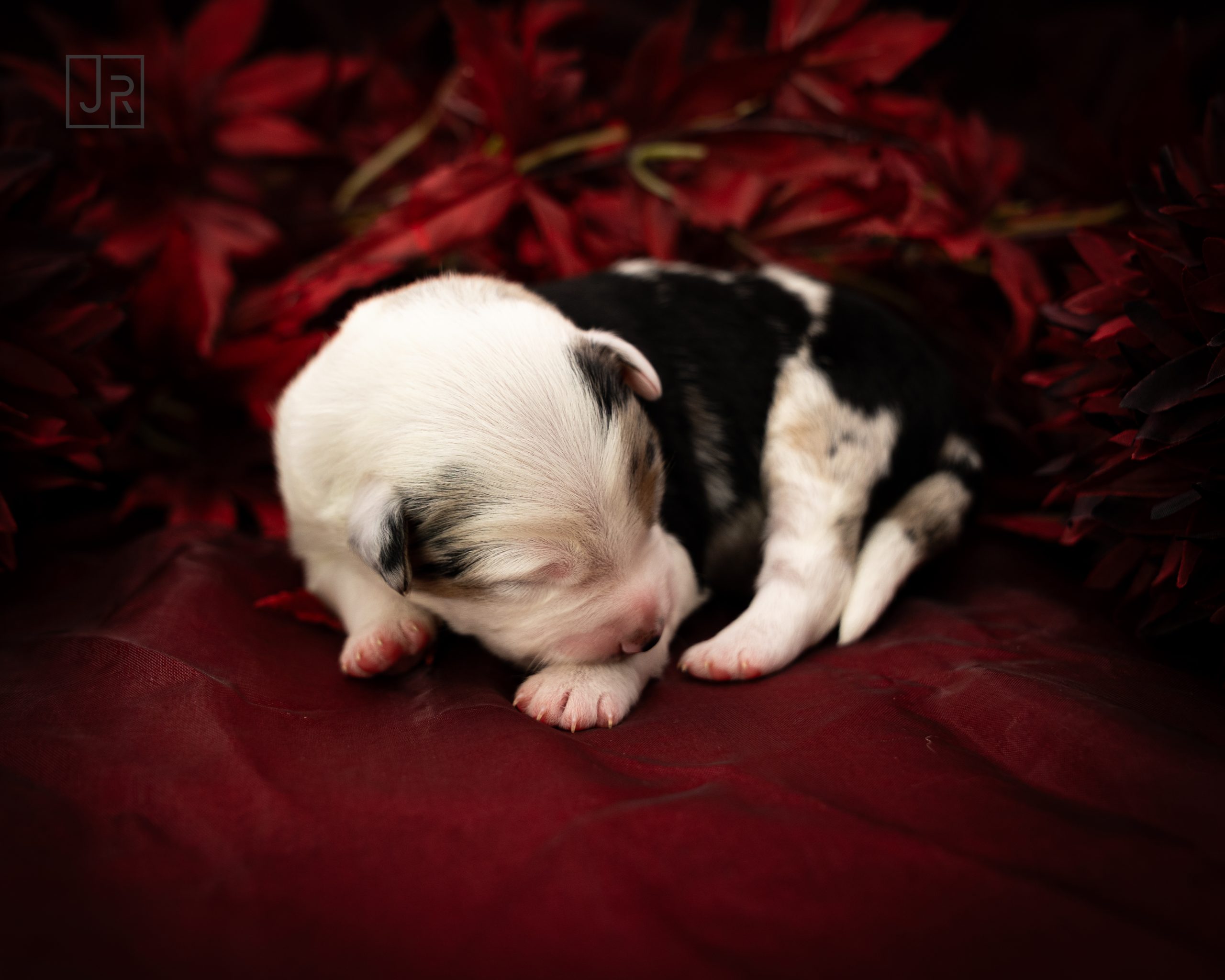 Schwarz_Logo (5) Schwarz_Logo (5)