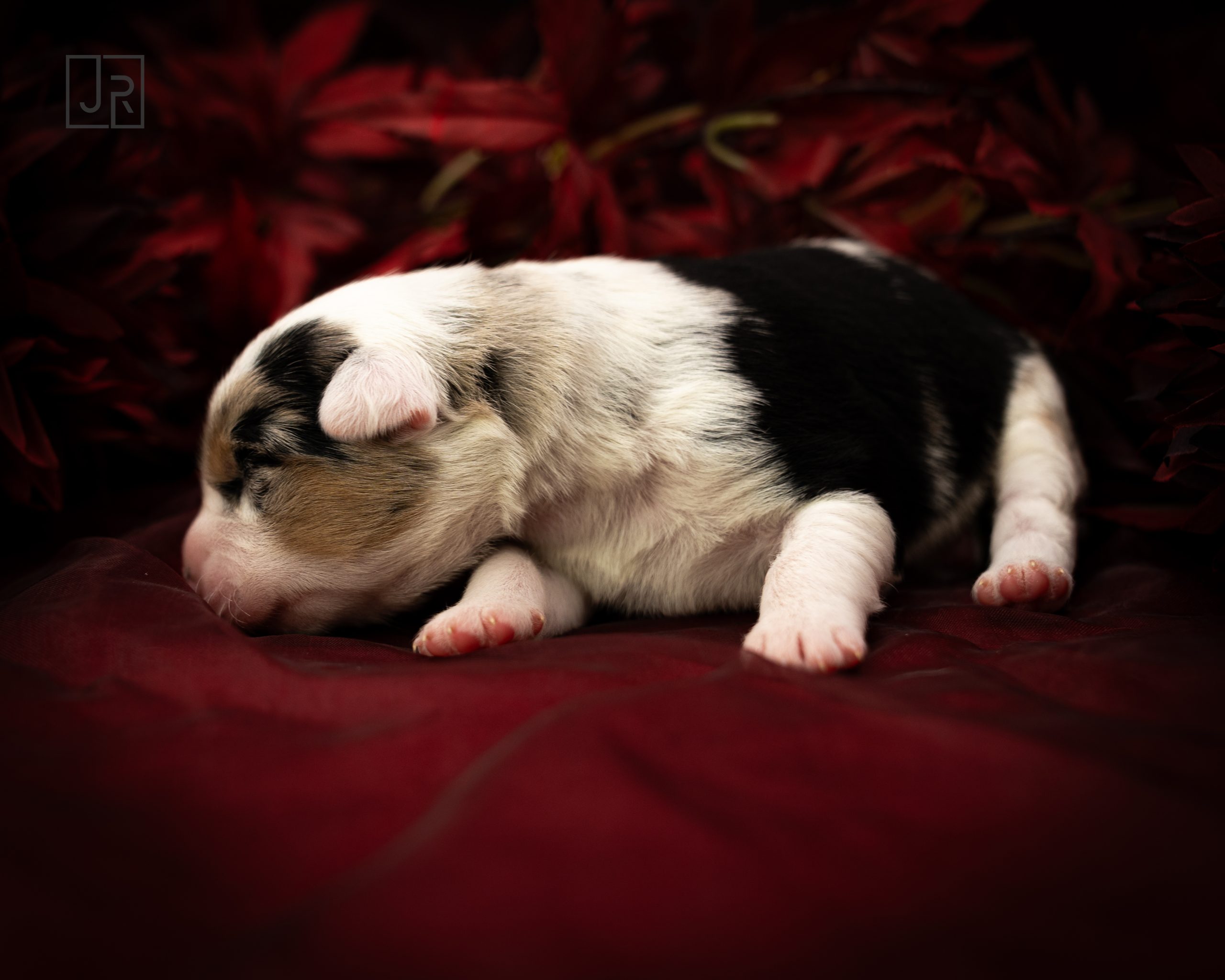 Schwarz_Logo (6) Schwarz_Logo (6)