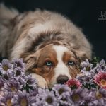 Shailoh (2) Shailoh (2)