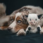 Shailoh (4) Shailoh (4)