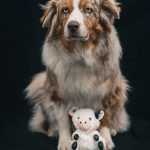 Shailoh (6) Shailoh (6)