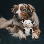 Shailoh (8) Shailoh (8)