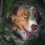 ShailohGruen ShailohGruen