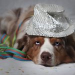 ShailohKarneval ShailohKarneval