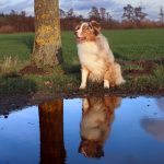 ShailohPfütze ShailohPfütze