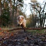 ShailohSprung ShailohSprung
