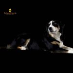 WhatsApp Bild 2025-11-01 um 18.32.56_0b2d4b93 WhatsApp Bild 2025-11-01 um 18.32.56_0b2d4b93