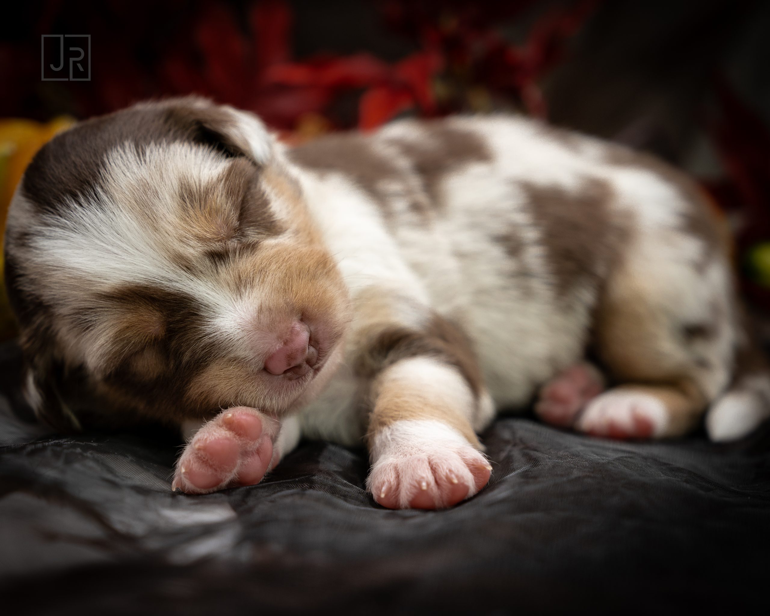 Red Merle braun Logo (12)