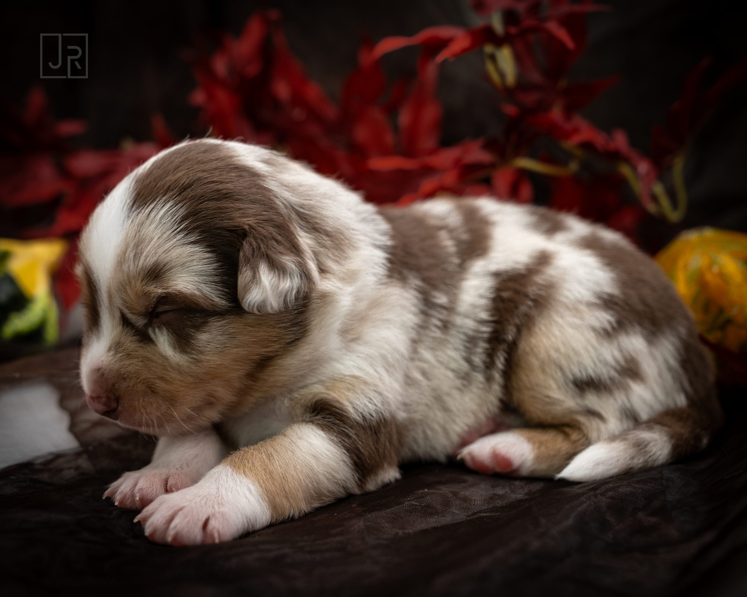 Red Merle braun Logo (13)