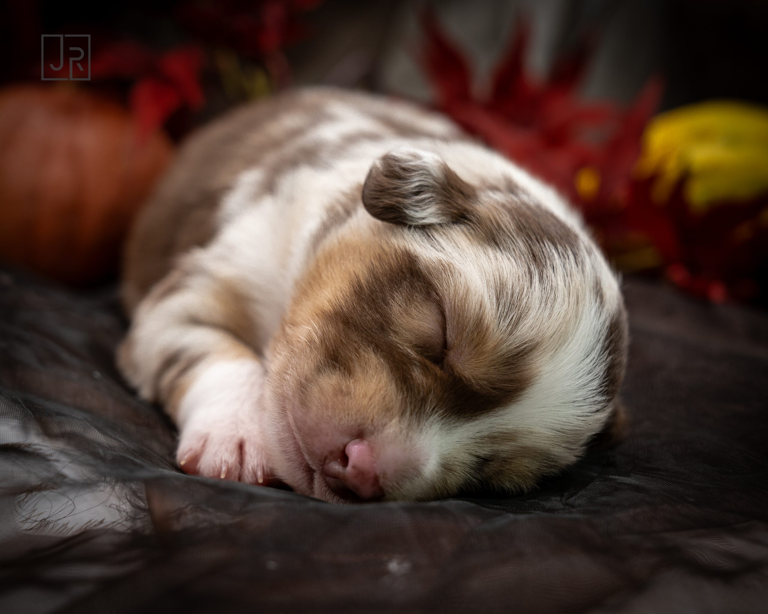 Red Merle braun Logo (14)