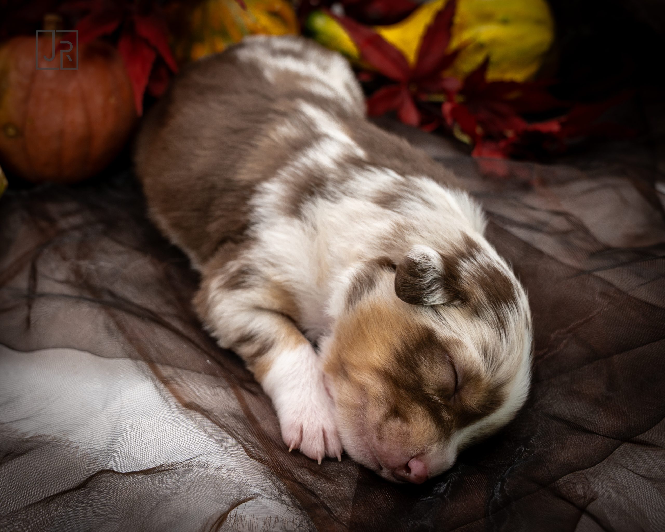 Red Merle braun Logo (15)