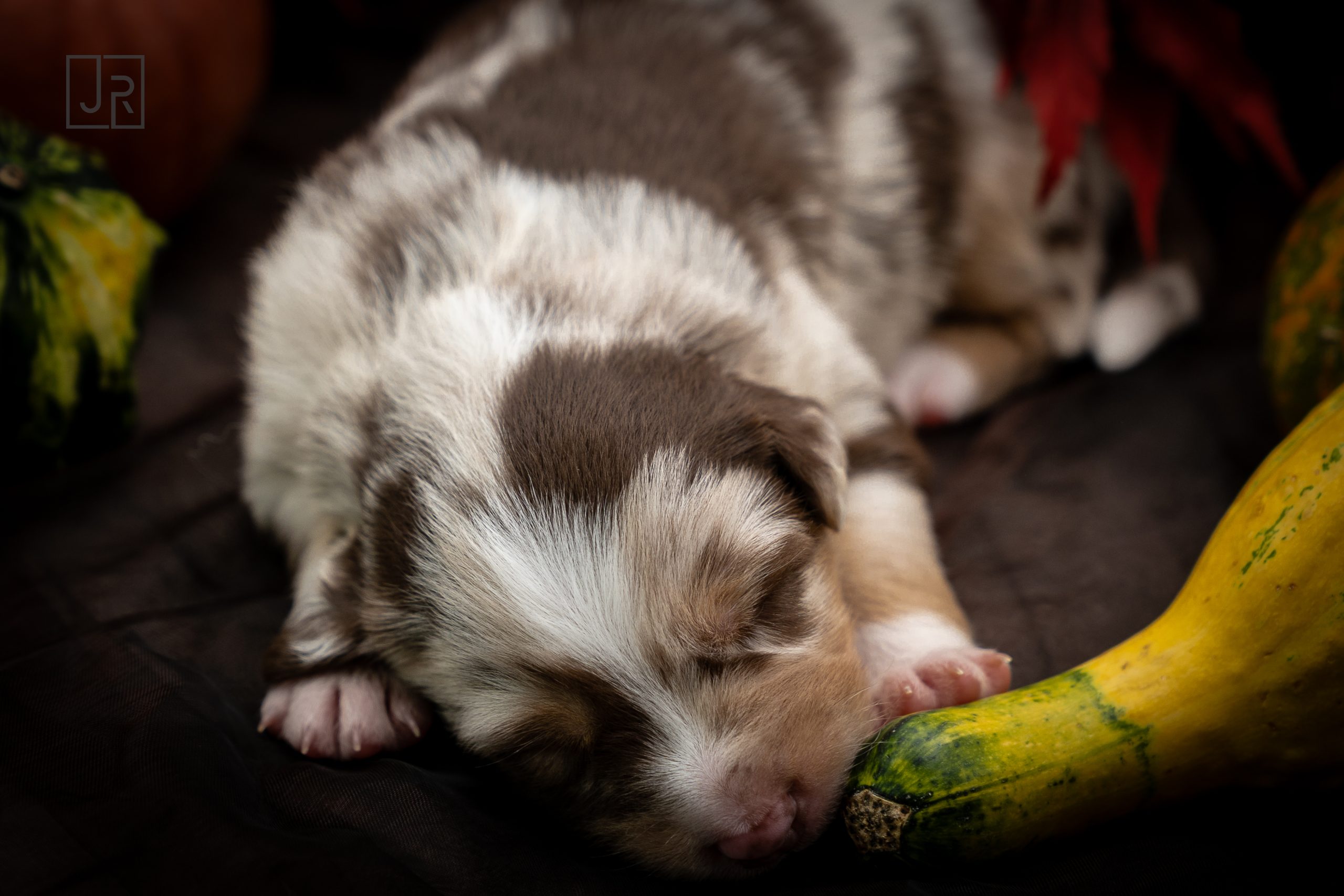 Red Merle braun Logo (2)