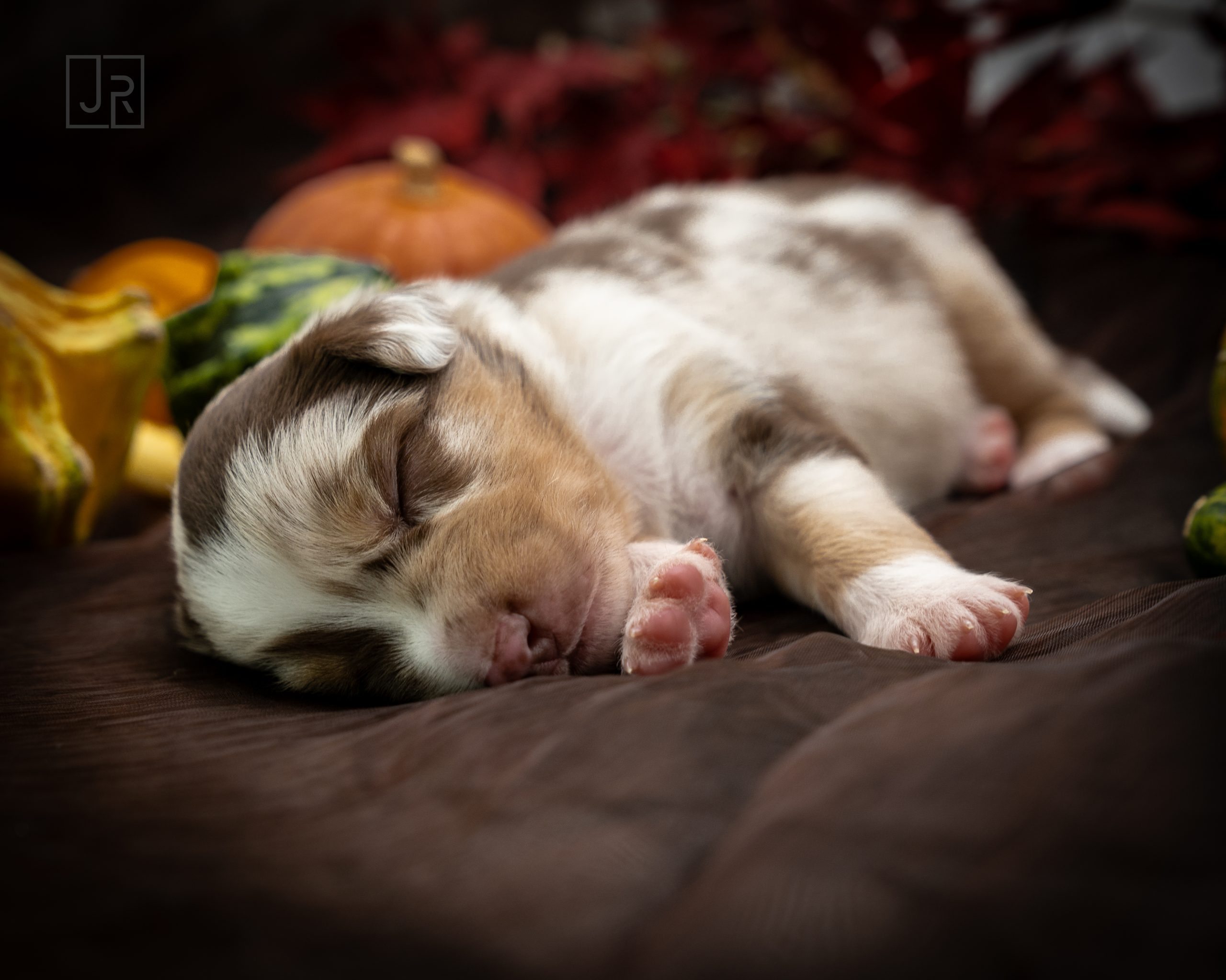 Red Merle braun Logo (4)