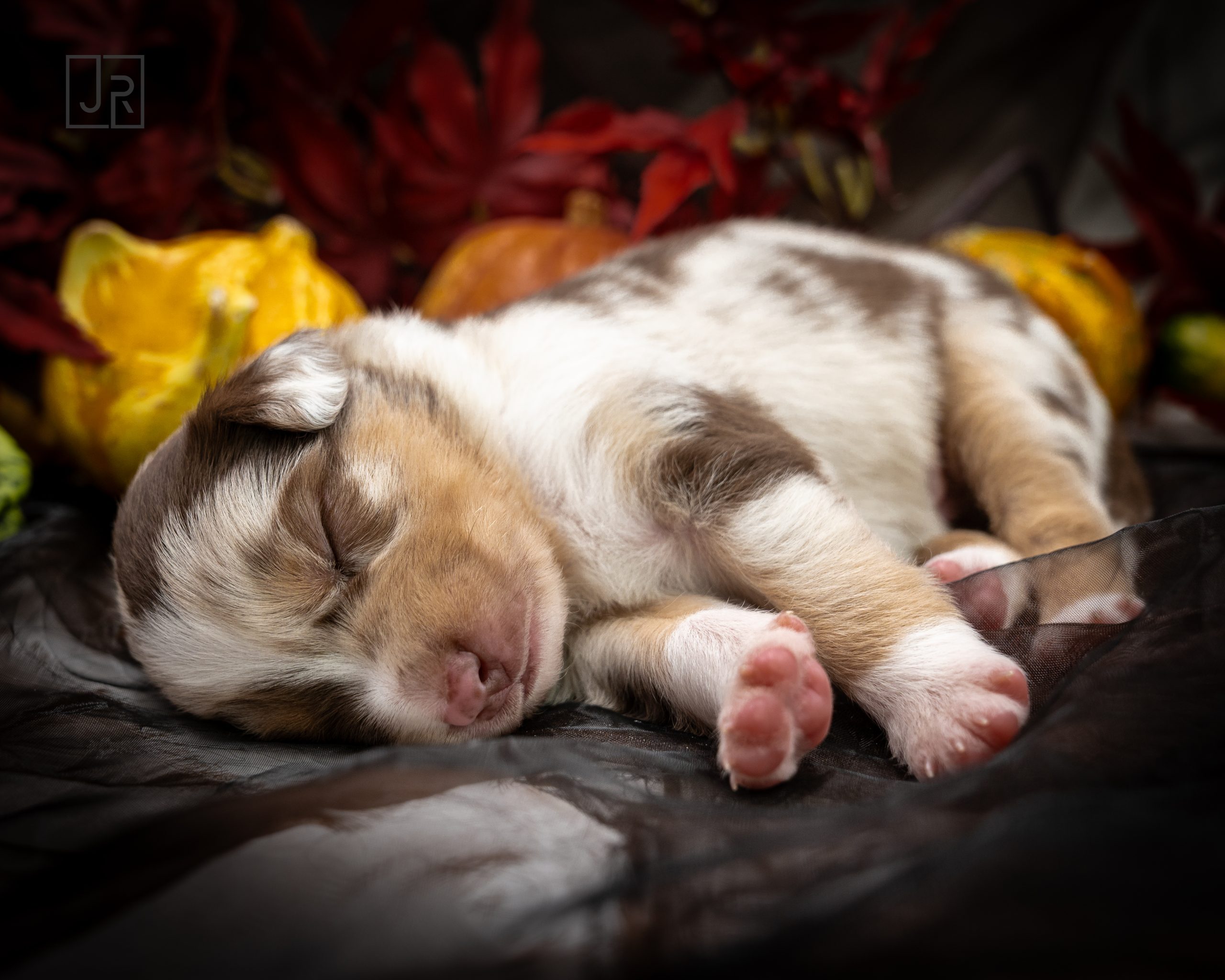 Red Merle braun Logo (5)