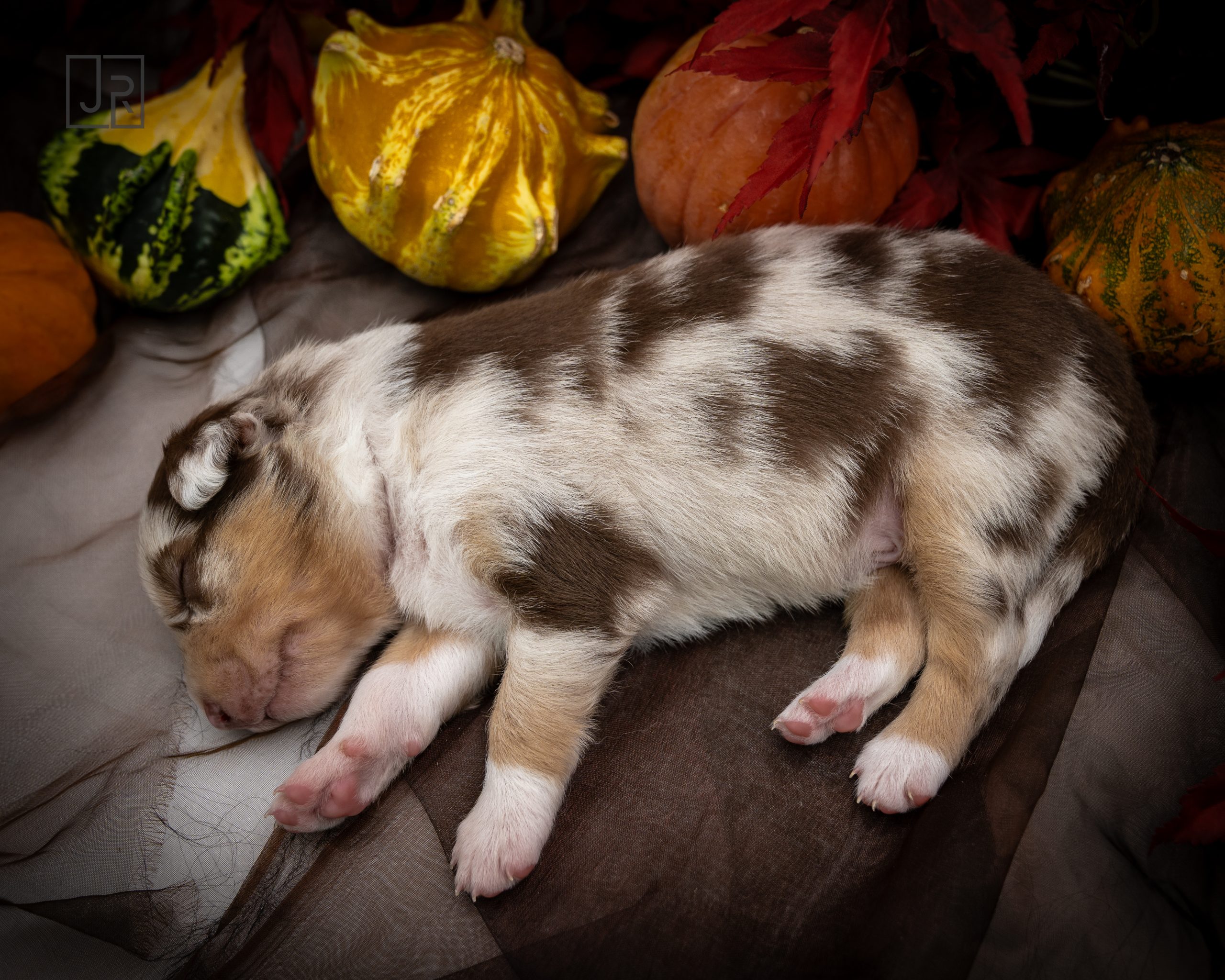 Red Merle braun Logo (7)